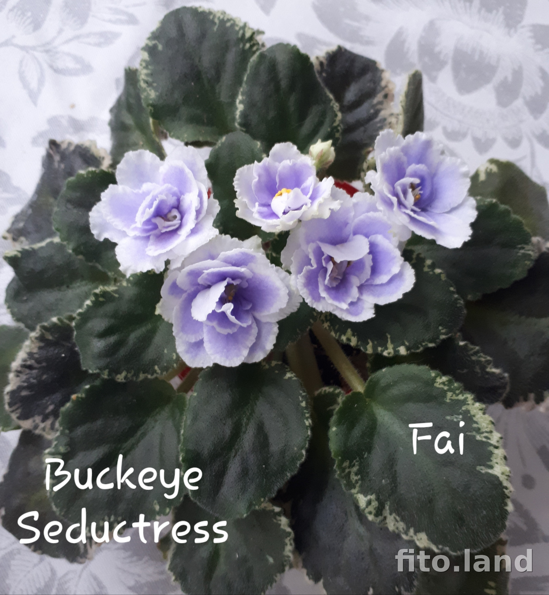 Фиалка Buckeye Seductress, фото