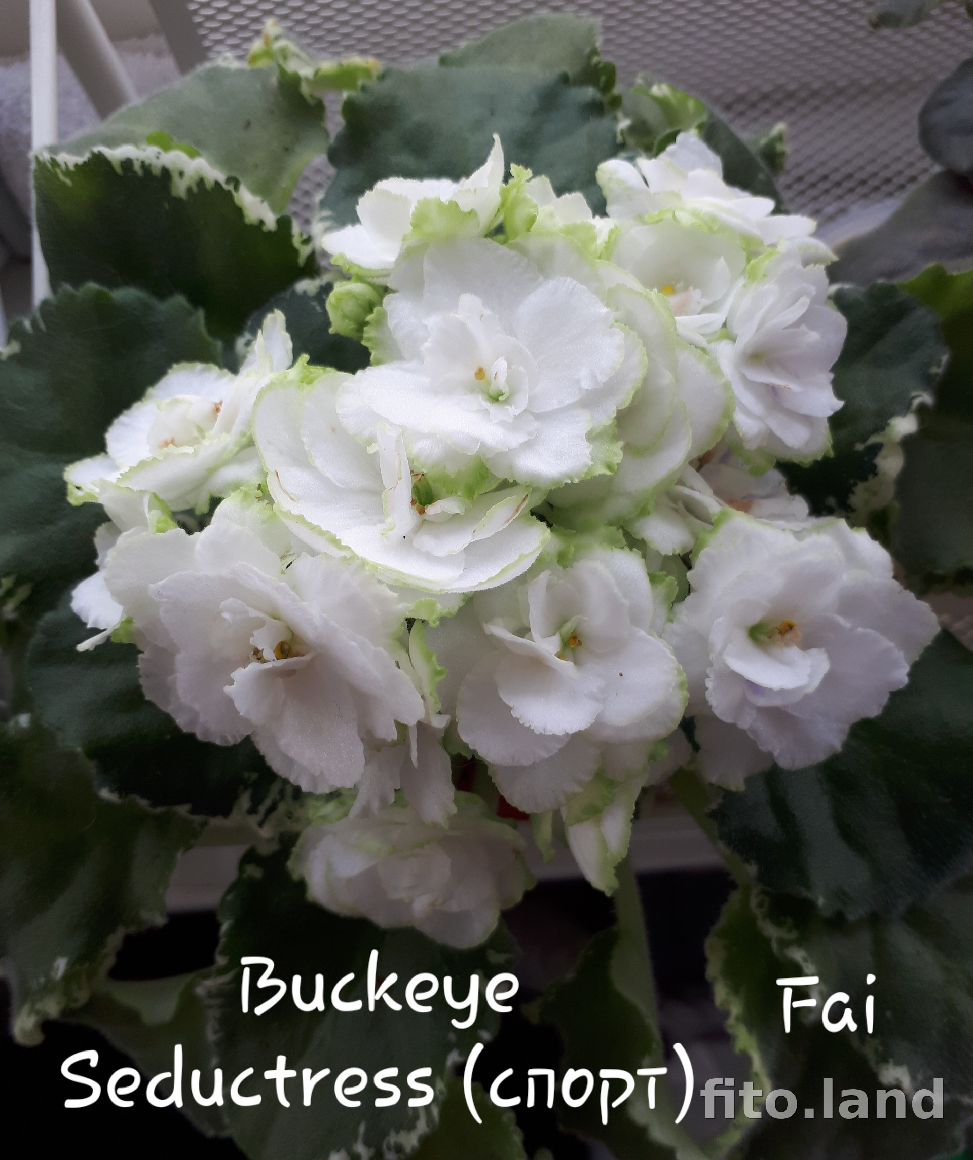 Фиалка Buckeye Seductress, фото