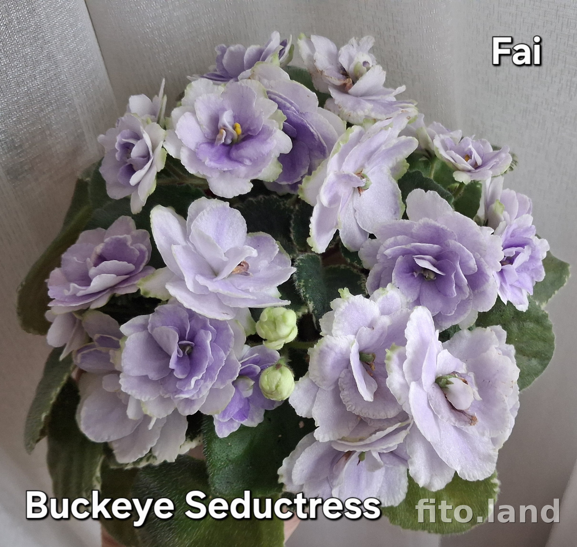 Фиалка Buckeye Seductress, фото