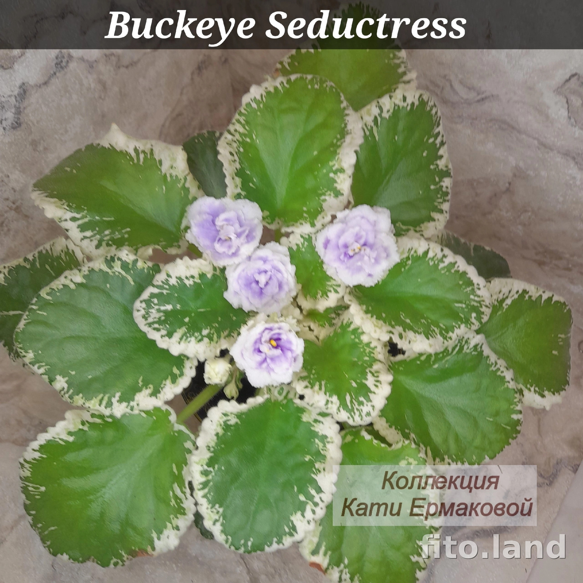 Фиалка Buckeye Seductress, фото