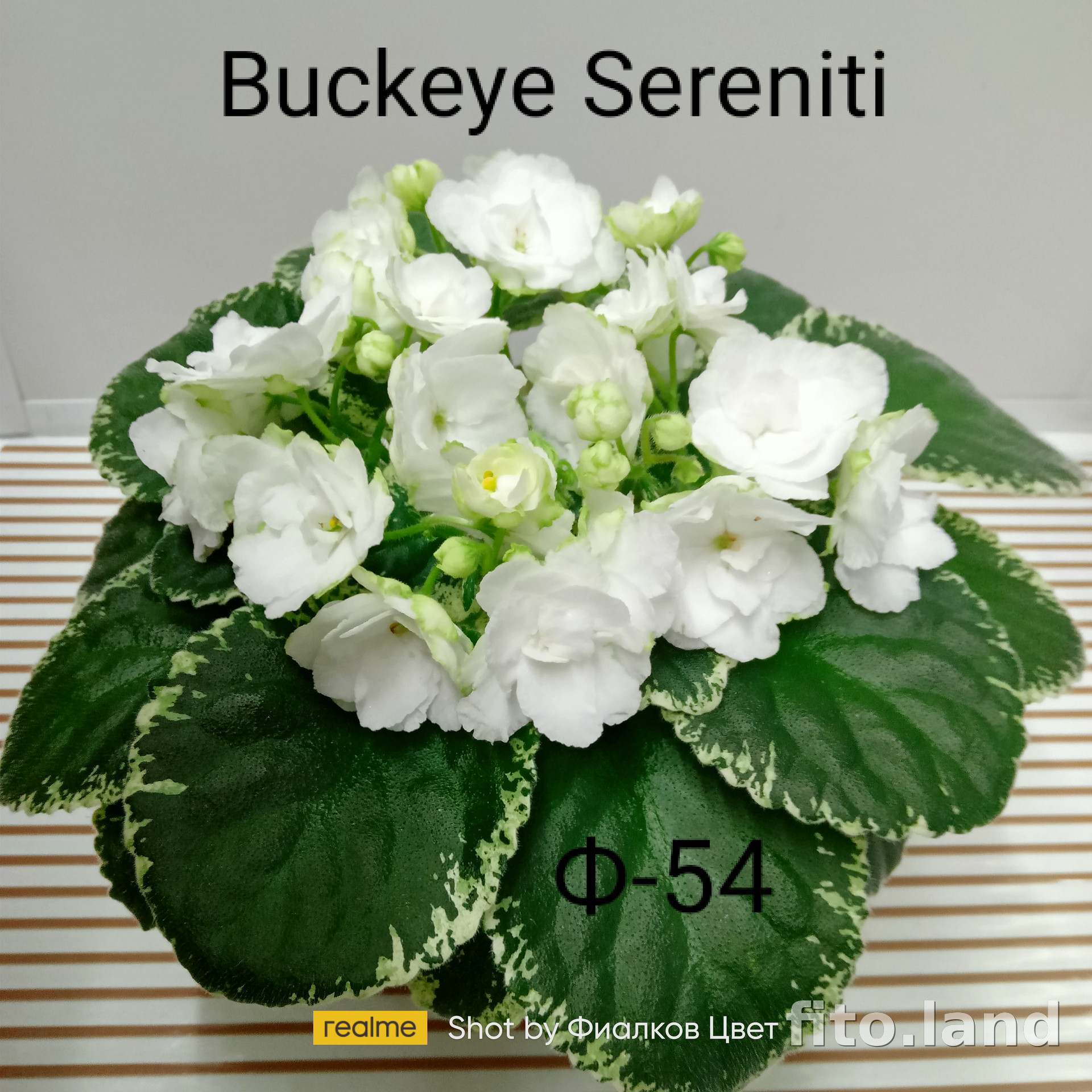 Фиалка Buckeye Serenity, фото