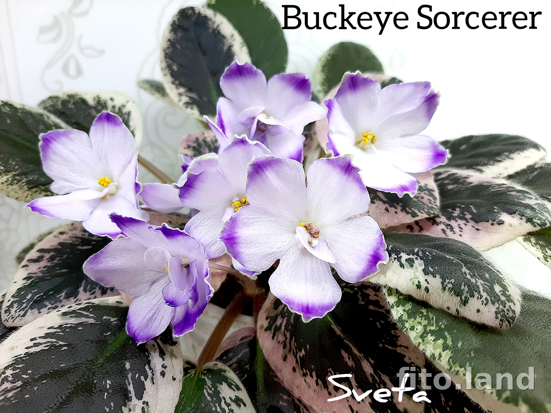 Фиалка Buckeye Sorcerer, фото