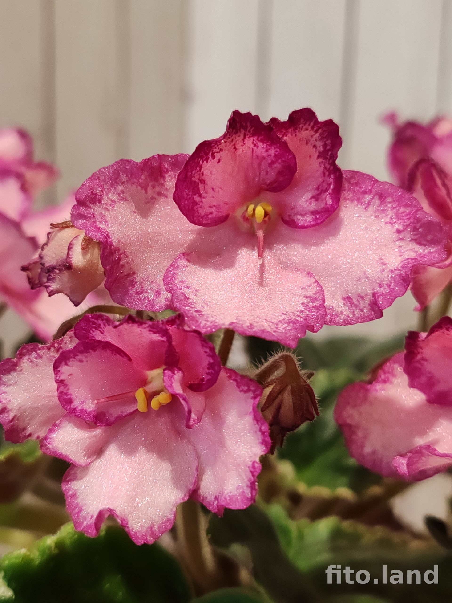 Фиалка Cajun's Coujon, фото
