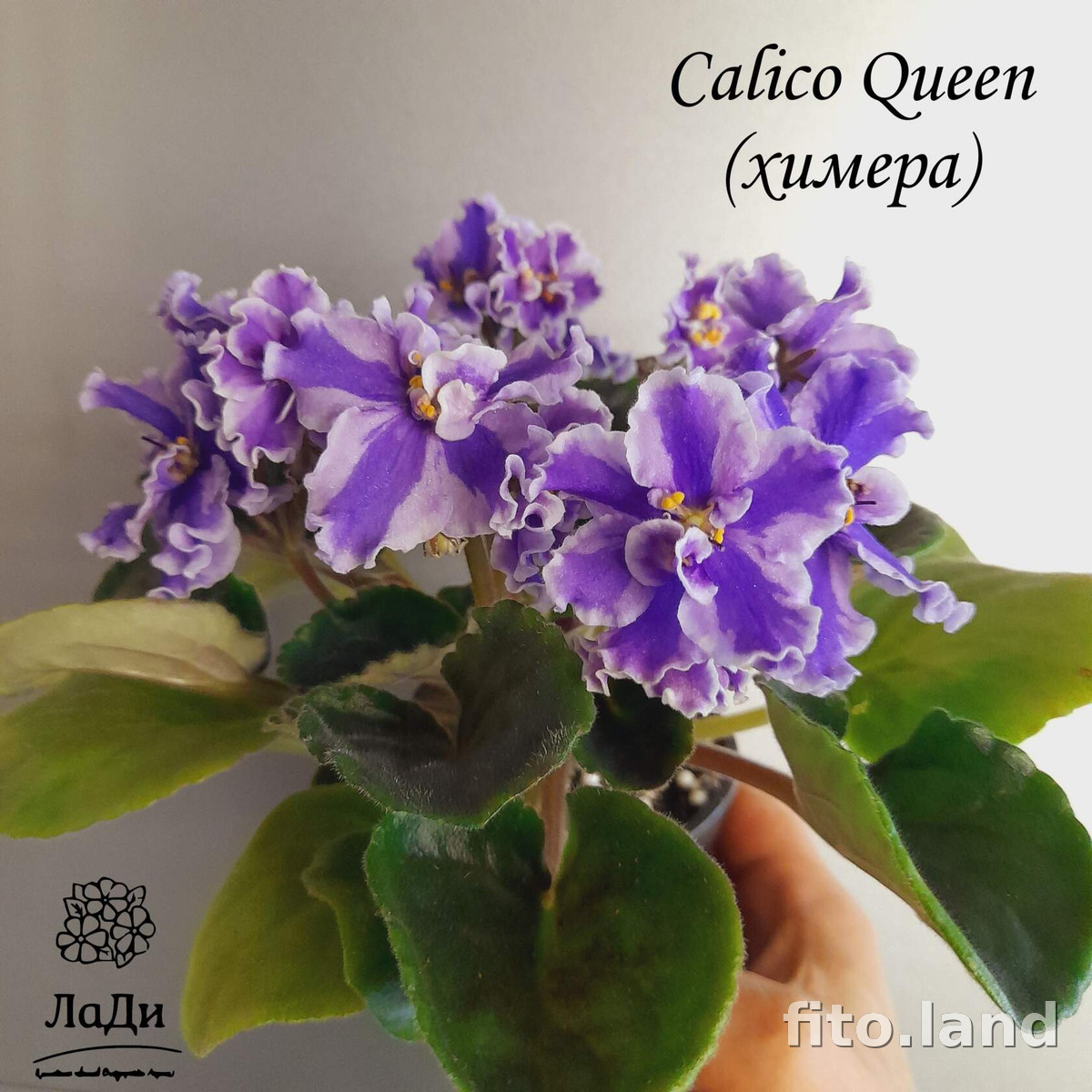 Фиалка Calico Queen, фото