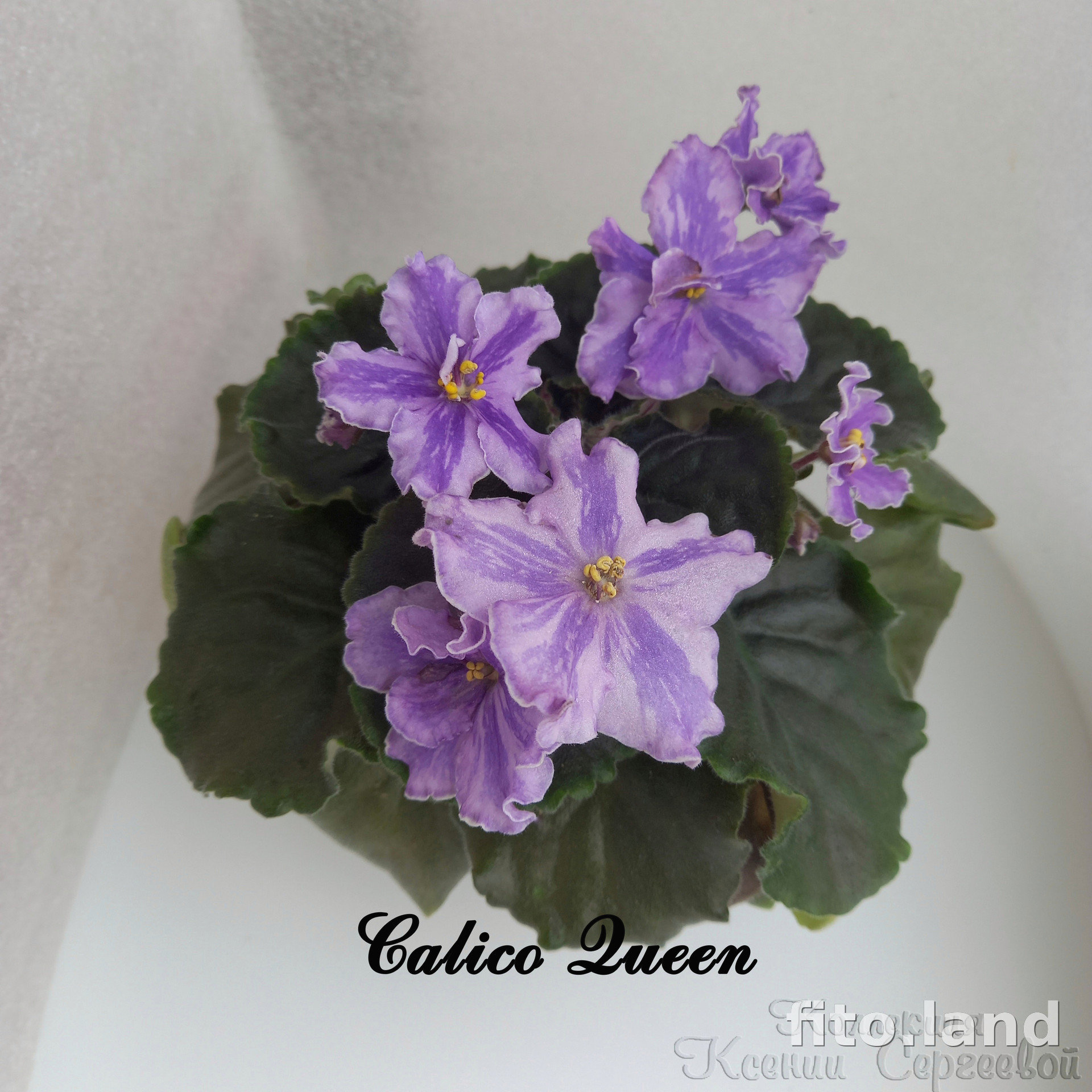 Фиалка Calico Queen, фото