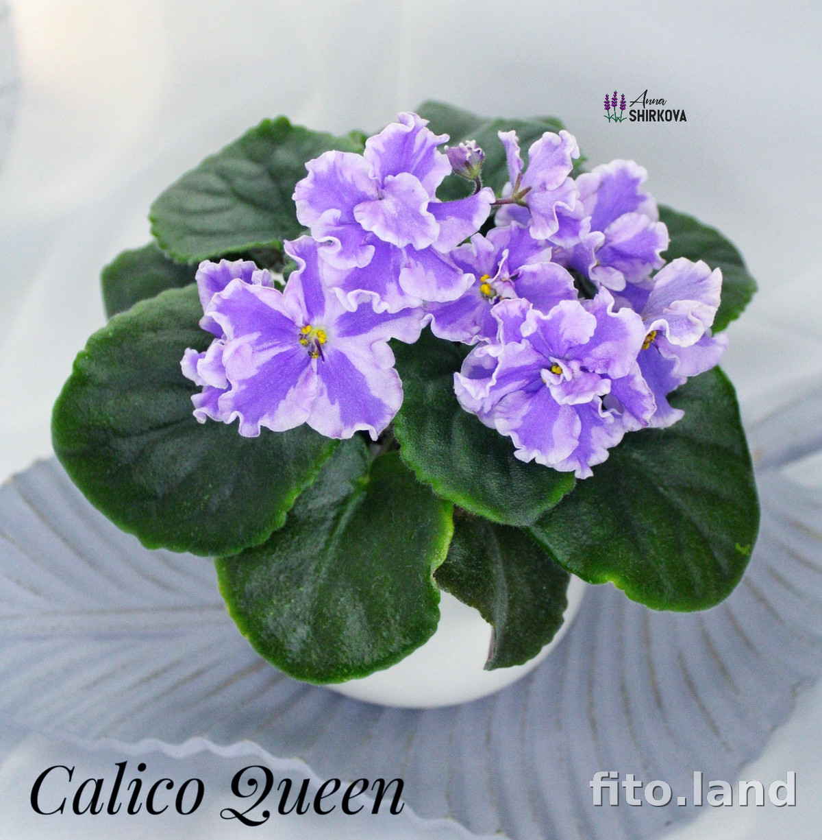 Фиалка Calypso Queen, фото