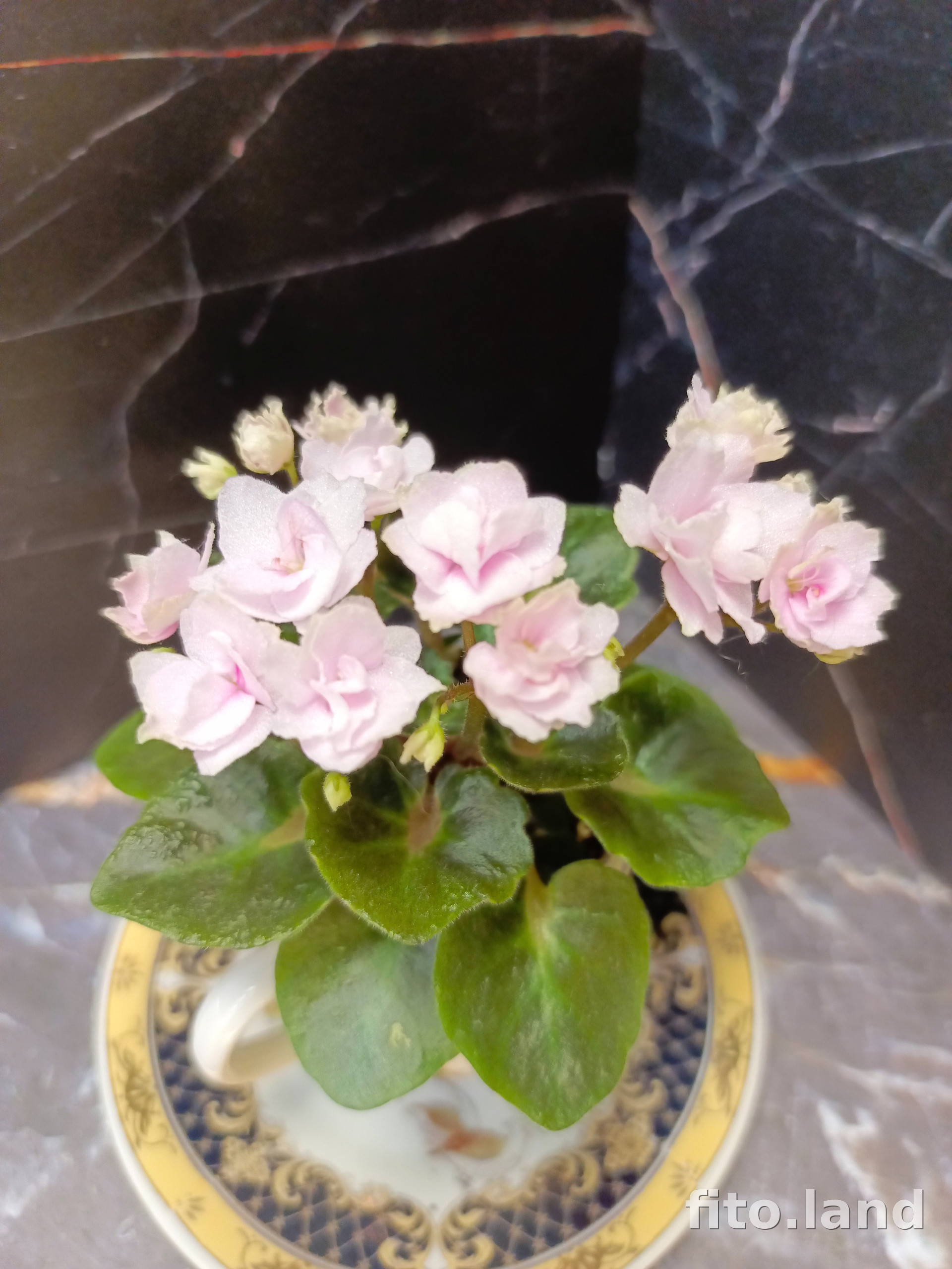 Фиалка Celtic Rose, фото