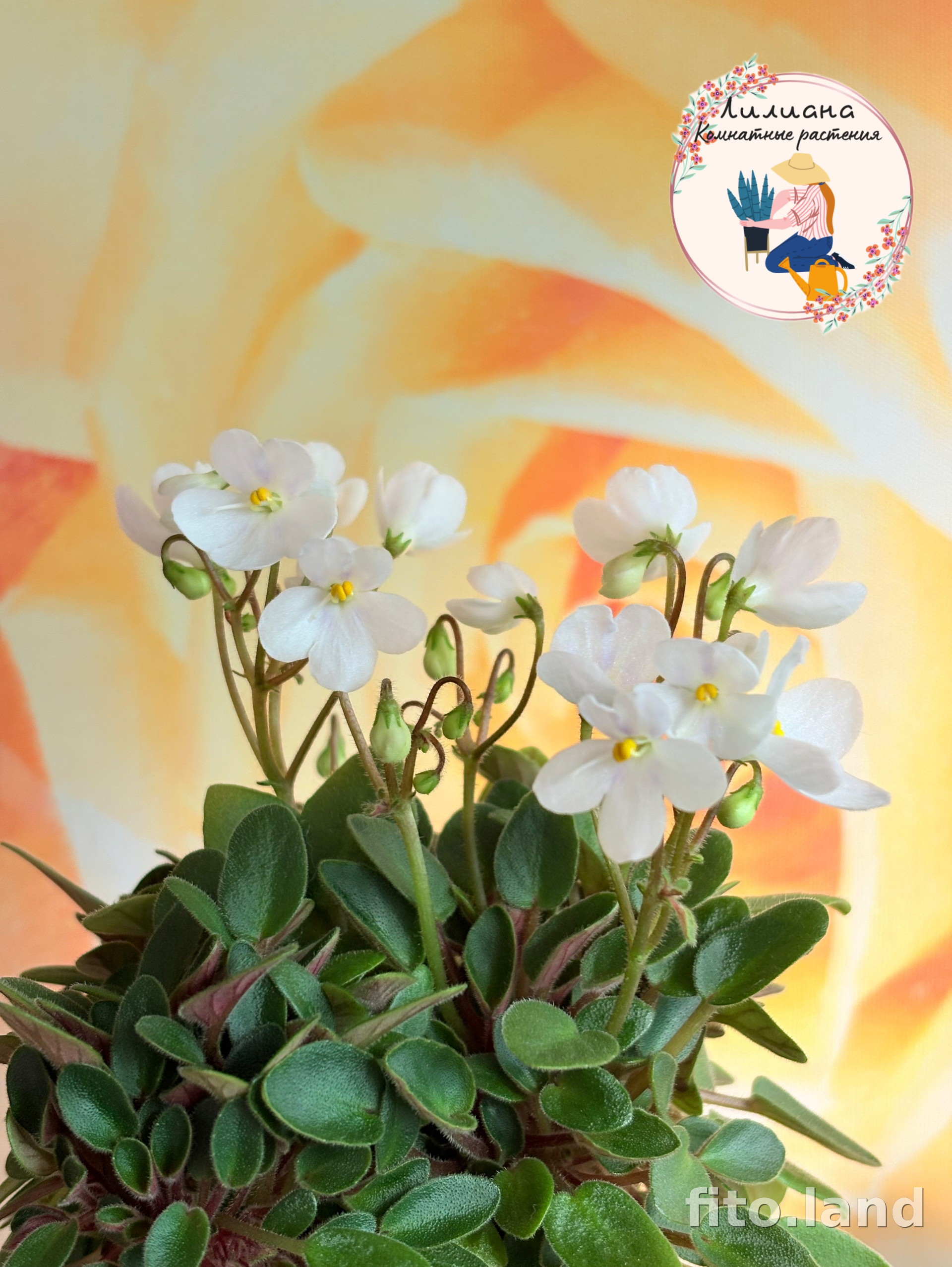 Фиалка Chantaspring, фото