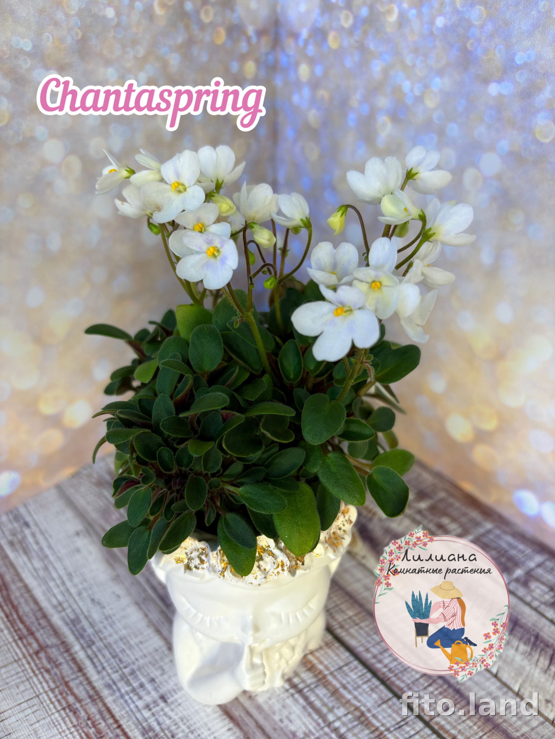 Фиалка Chantaspring, фото