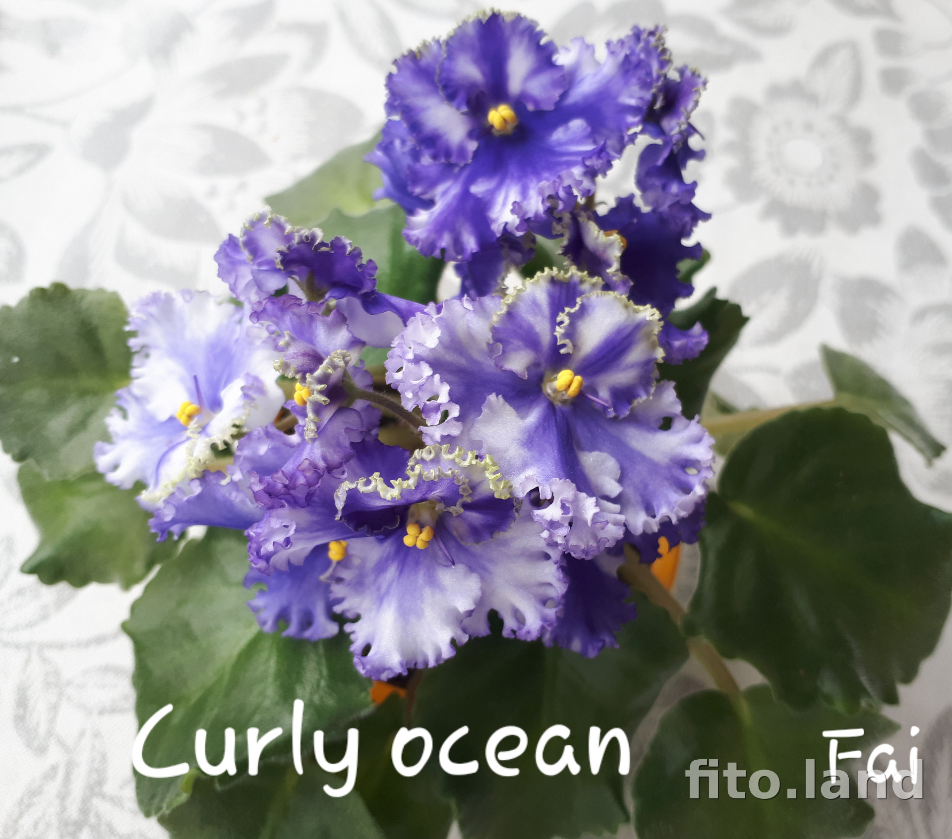 Фиалка Curly Ocean, фото
