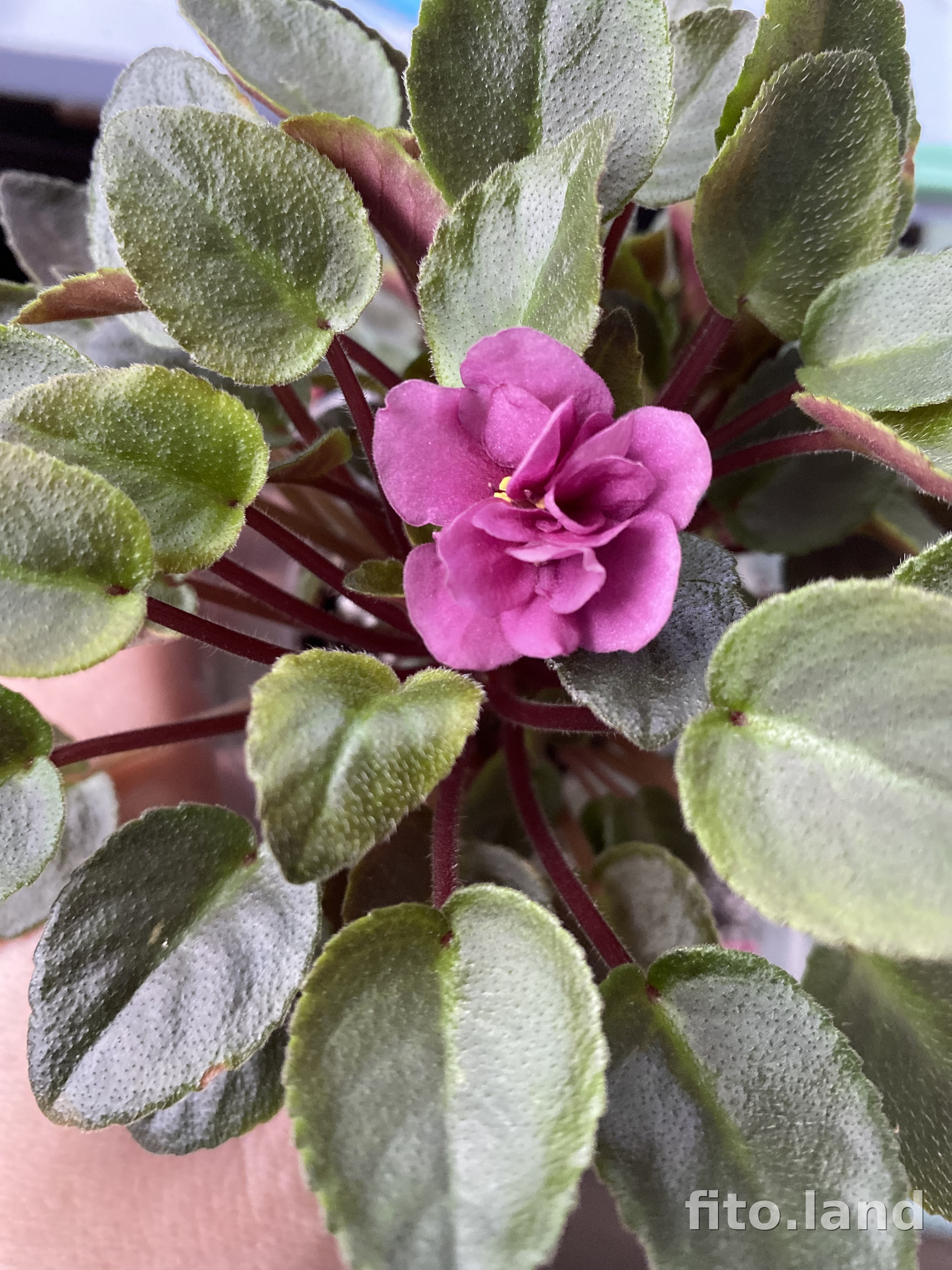 Violet Dancin' Trail, photo