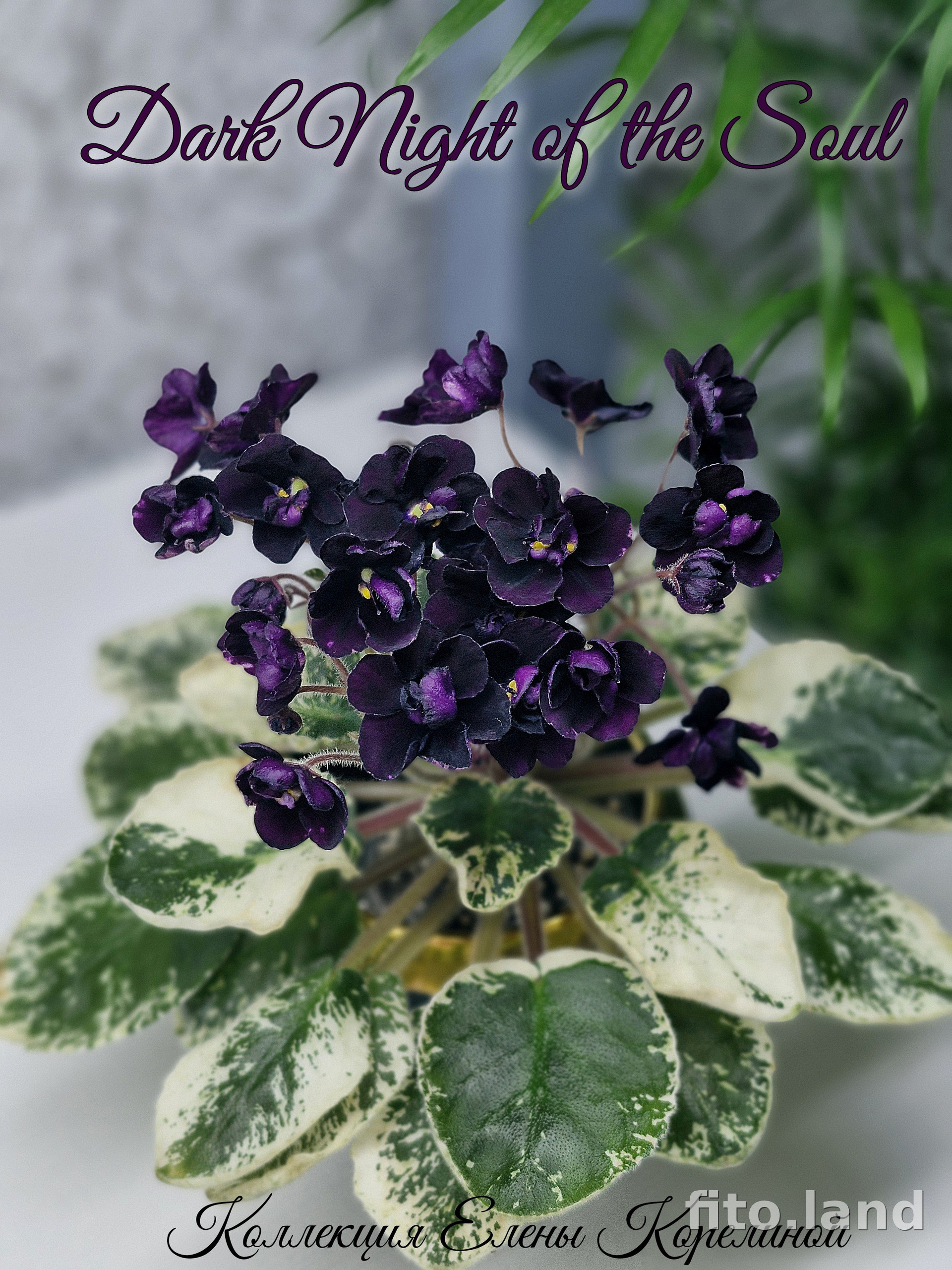 Фиалка Dark Night of the Soul, фото