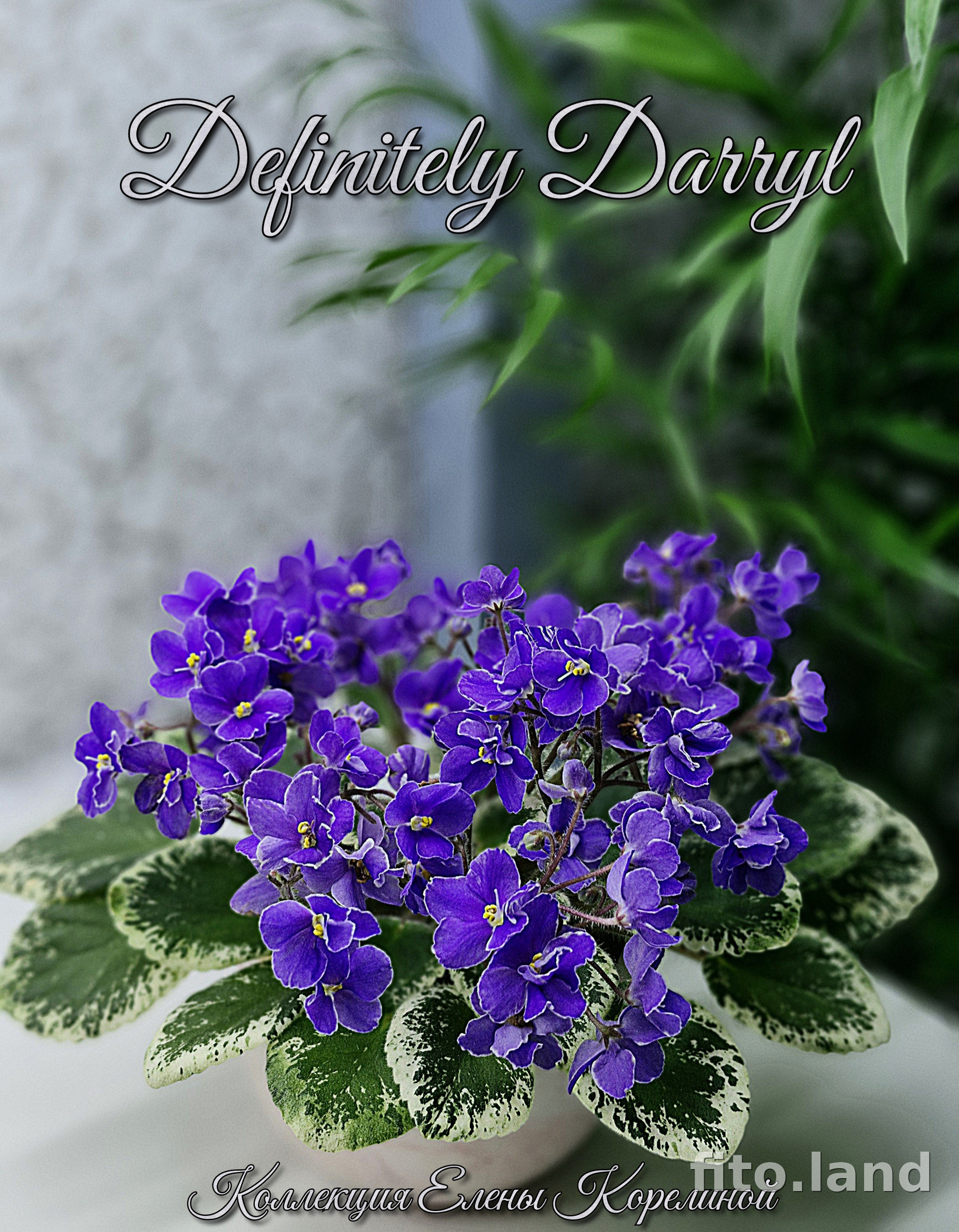 Фиалка Definitely Darryl, фото