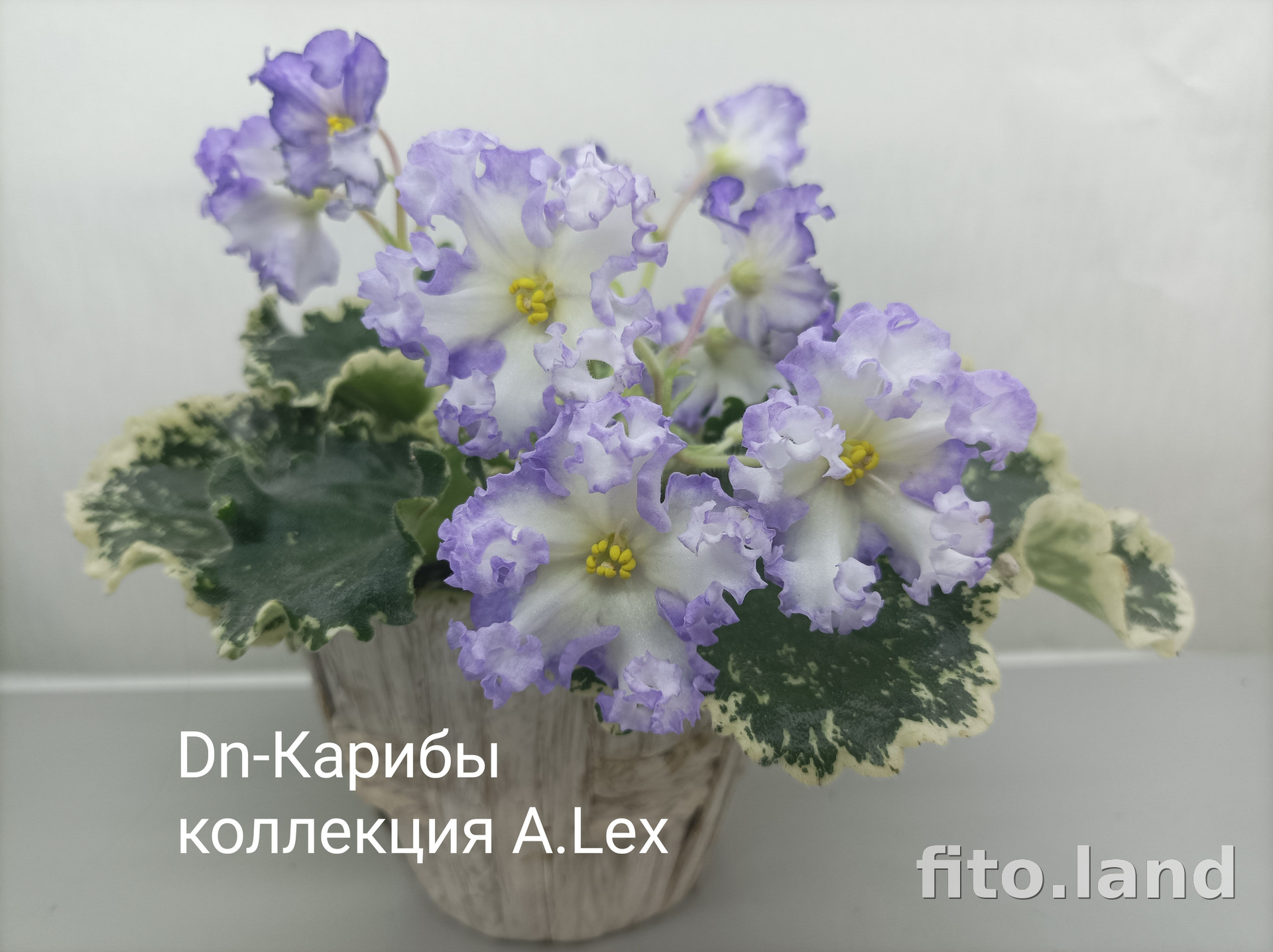 Фиалка Dn-Карибы, фото