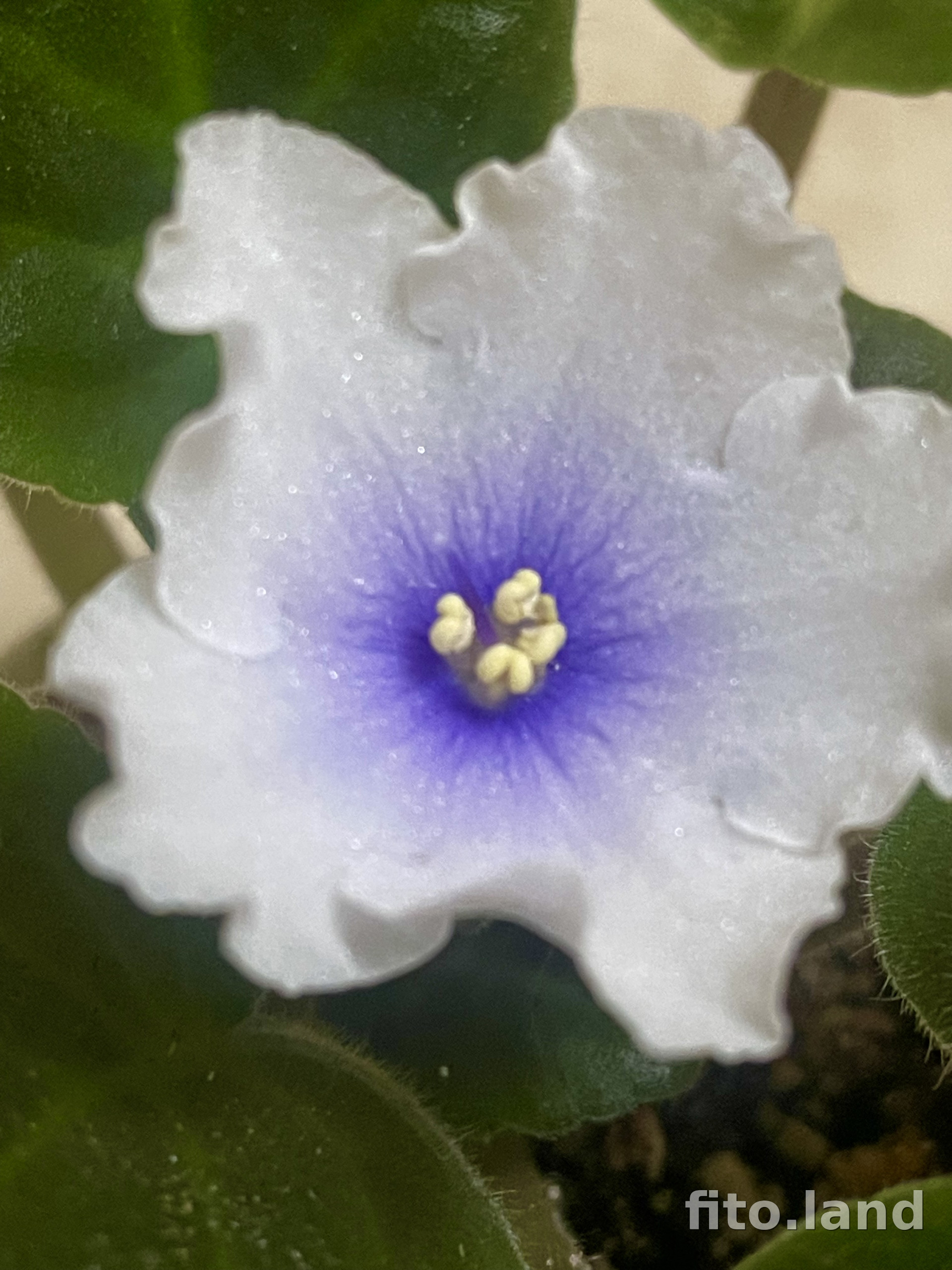 Фиалка Dn-Королевство Эльфов, фото