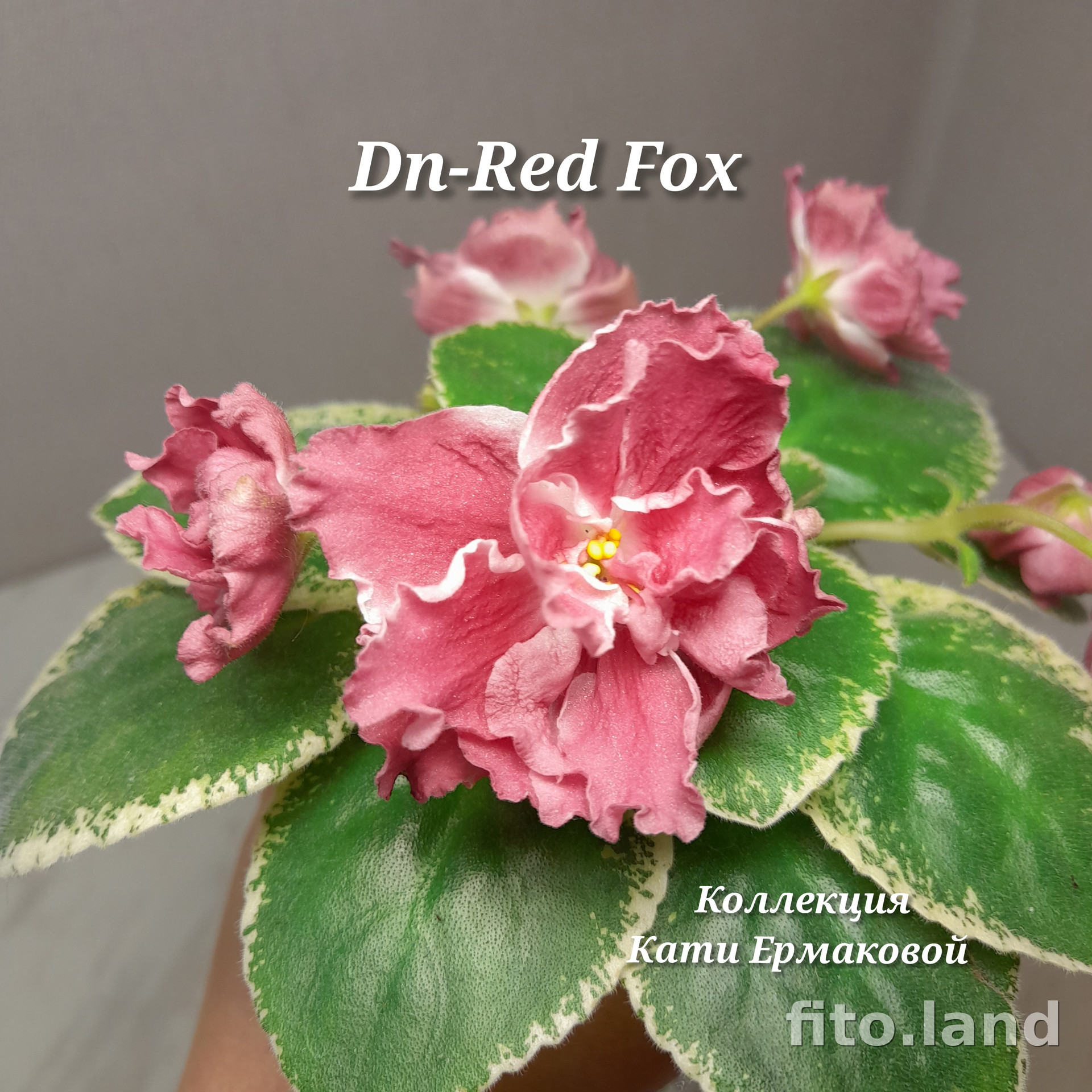 Фиалка Dn-Red Fox, фото