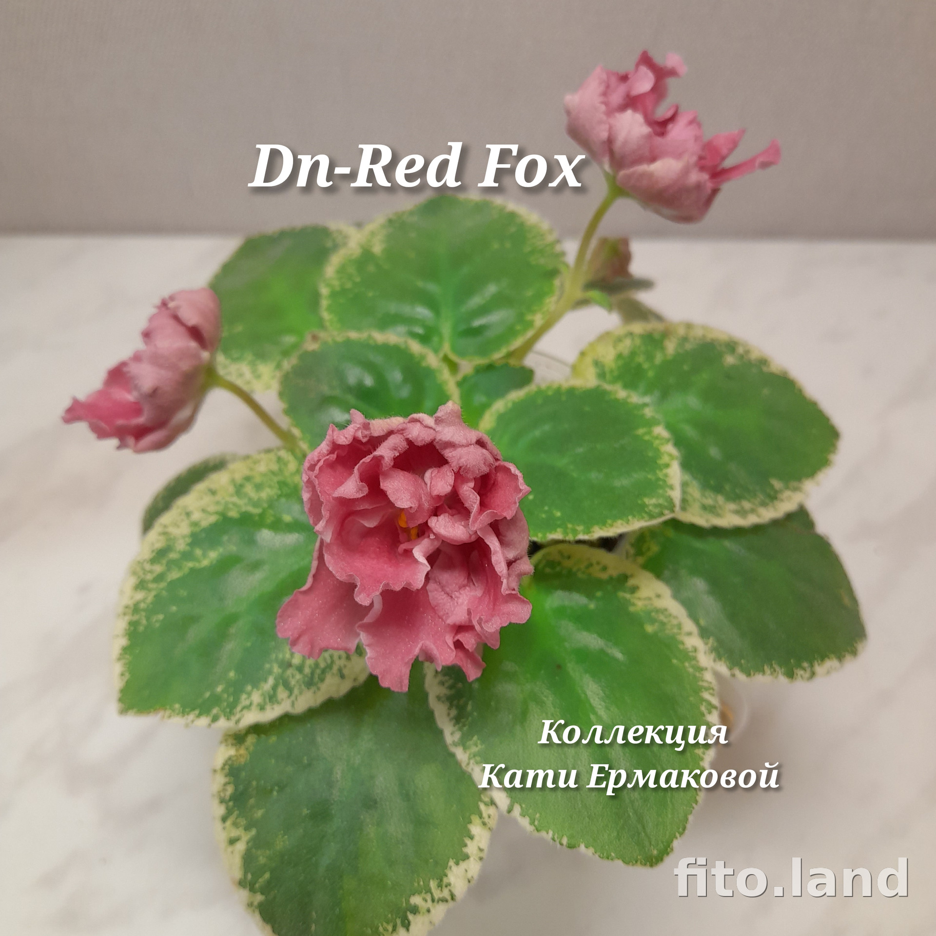 Фиалка Dn-Red Fox, фото