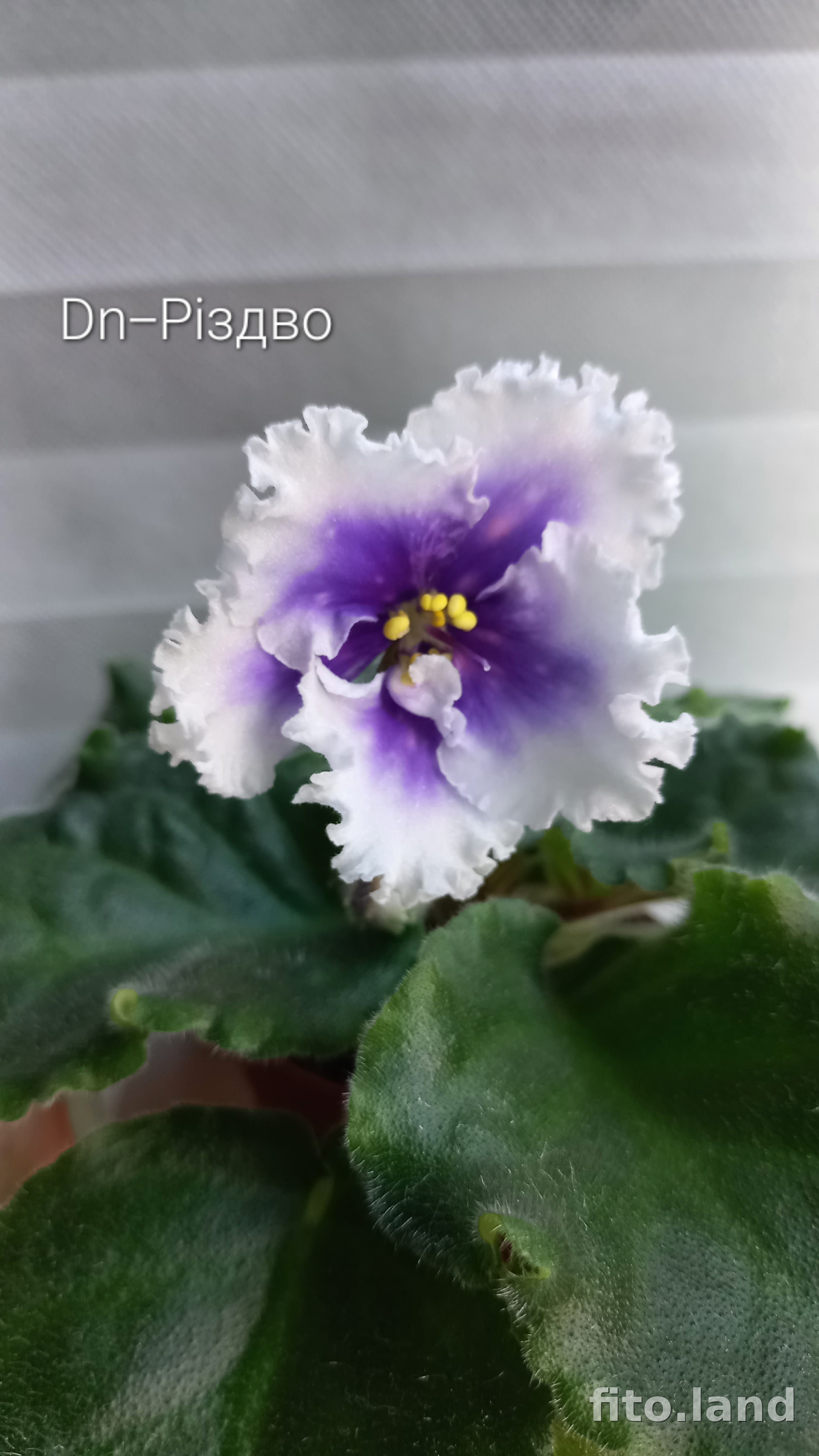 Violet Dn-Рiздво, photo