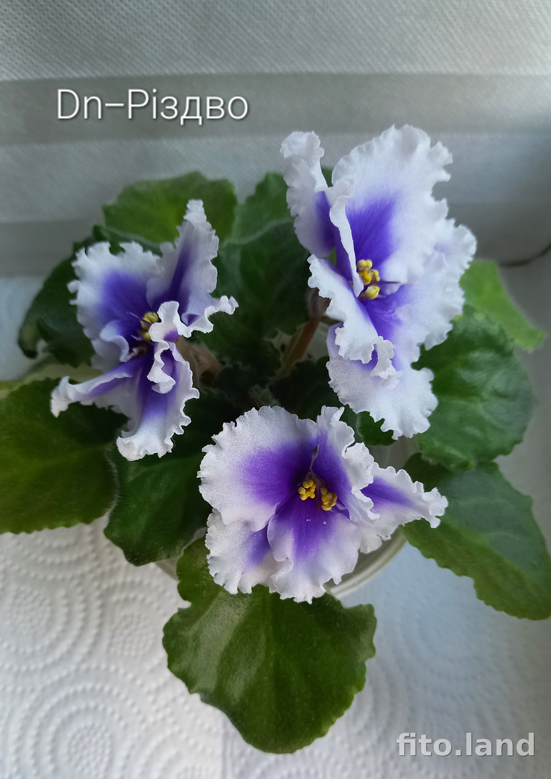 Violet Dn-Рiздво, photo