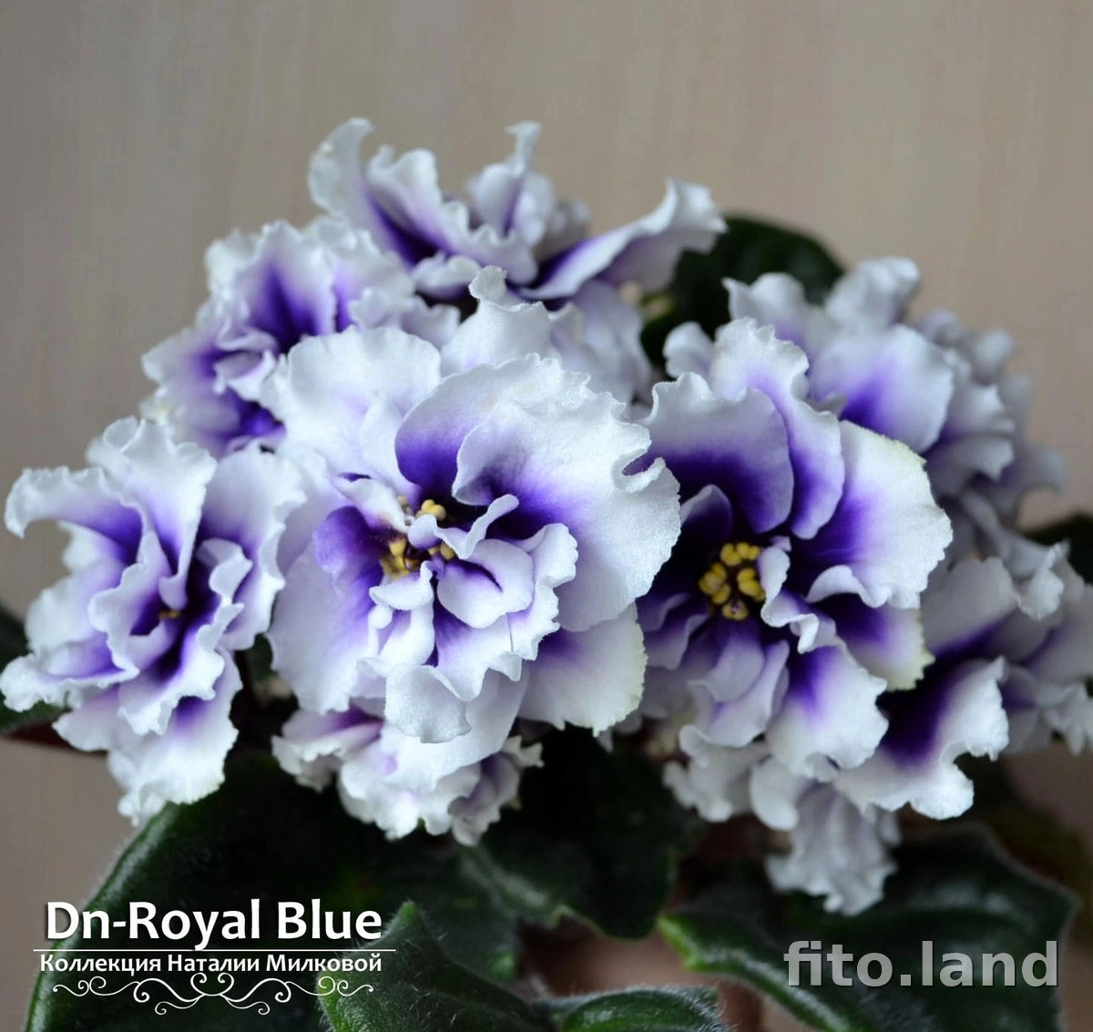 Фиалка Dn-Royal Blue, фото