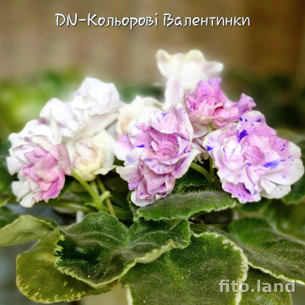 Фиалка Dn-Цветные Валентинки, фото