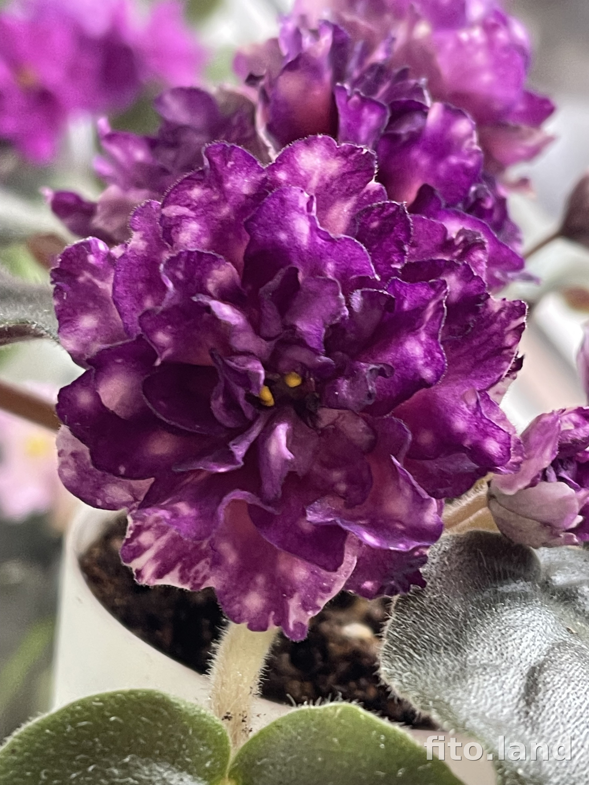 Фиалка Dn-Варта Пам'ятi, фото