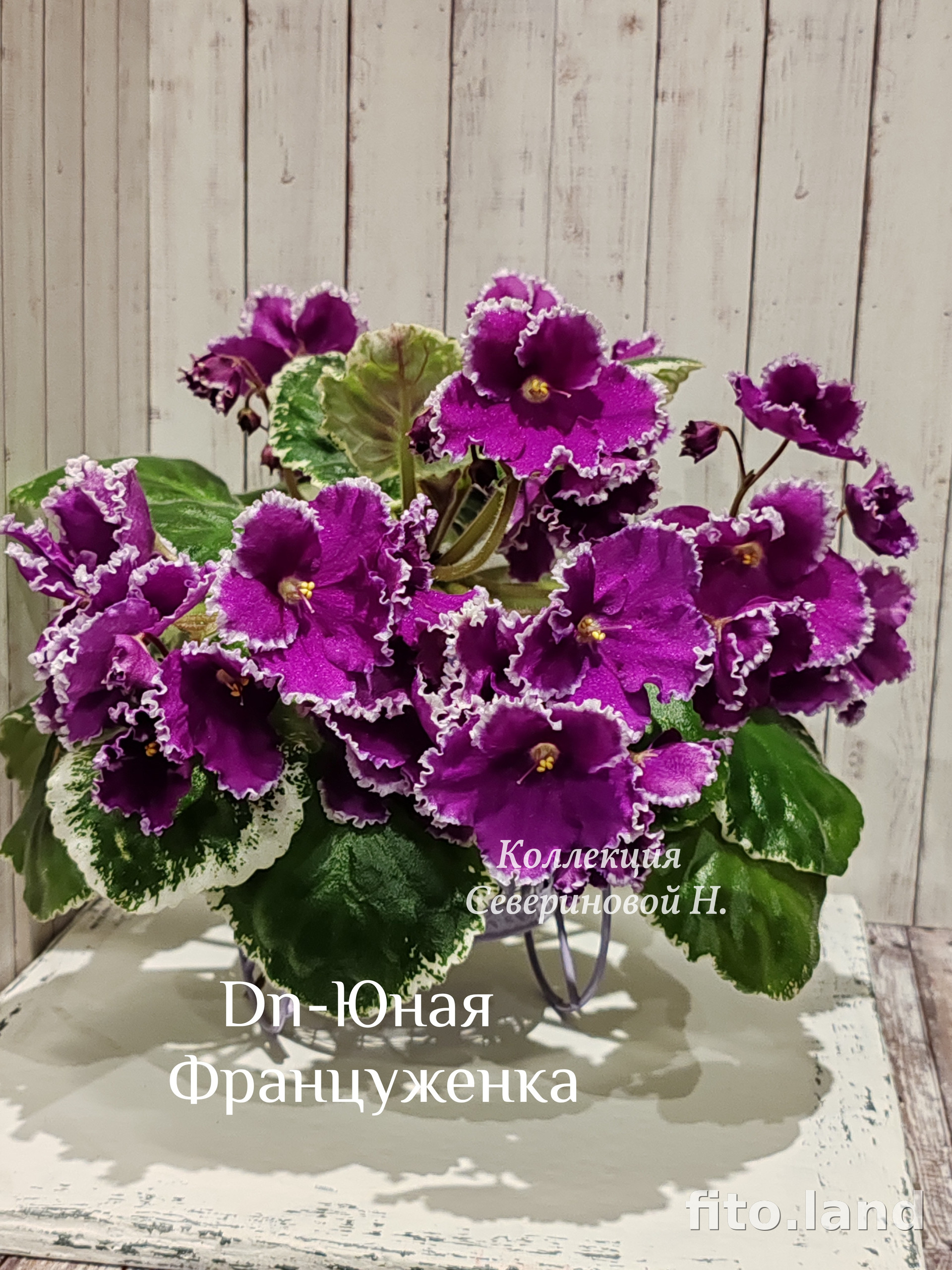 Фиалка Dn-Юная Француженка, фото