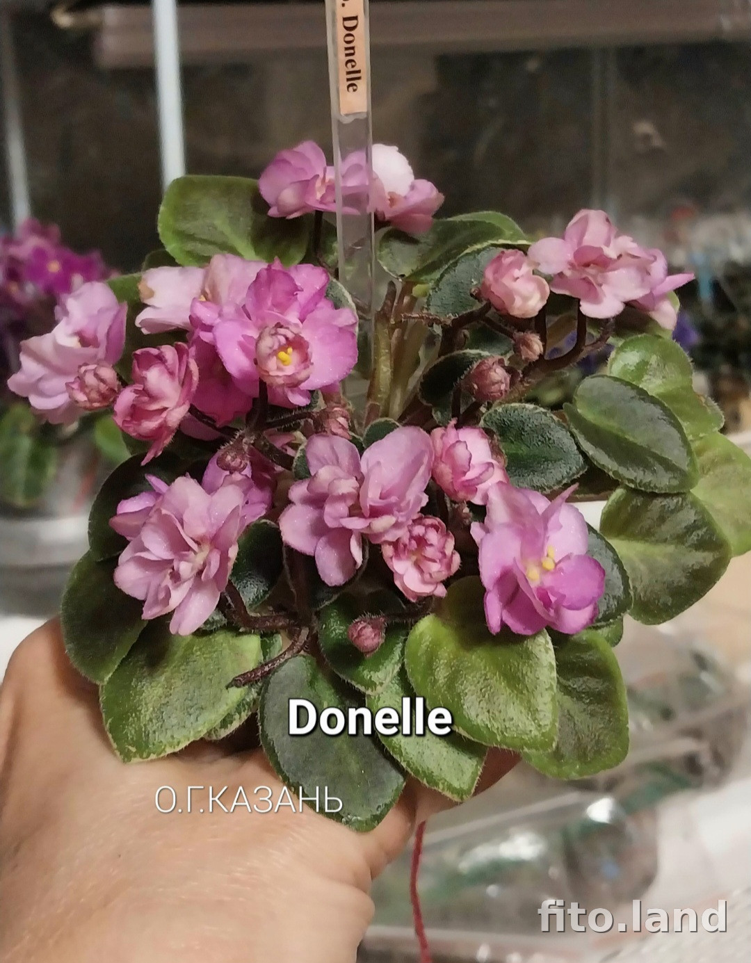 Фиалка Donelle, фото