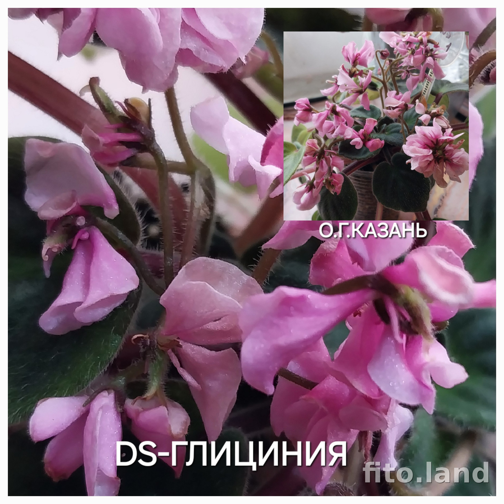 Фиалка DS-Глициния, фото