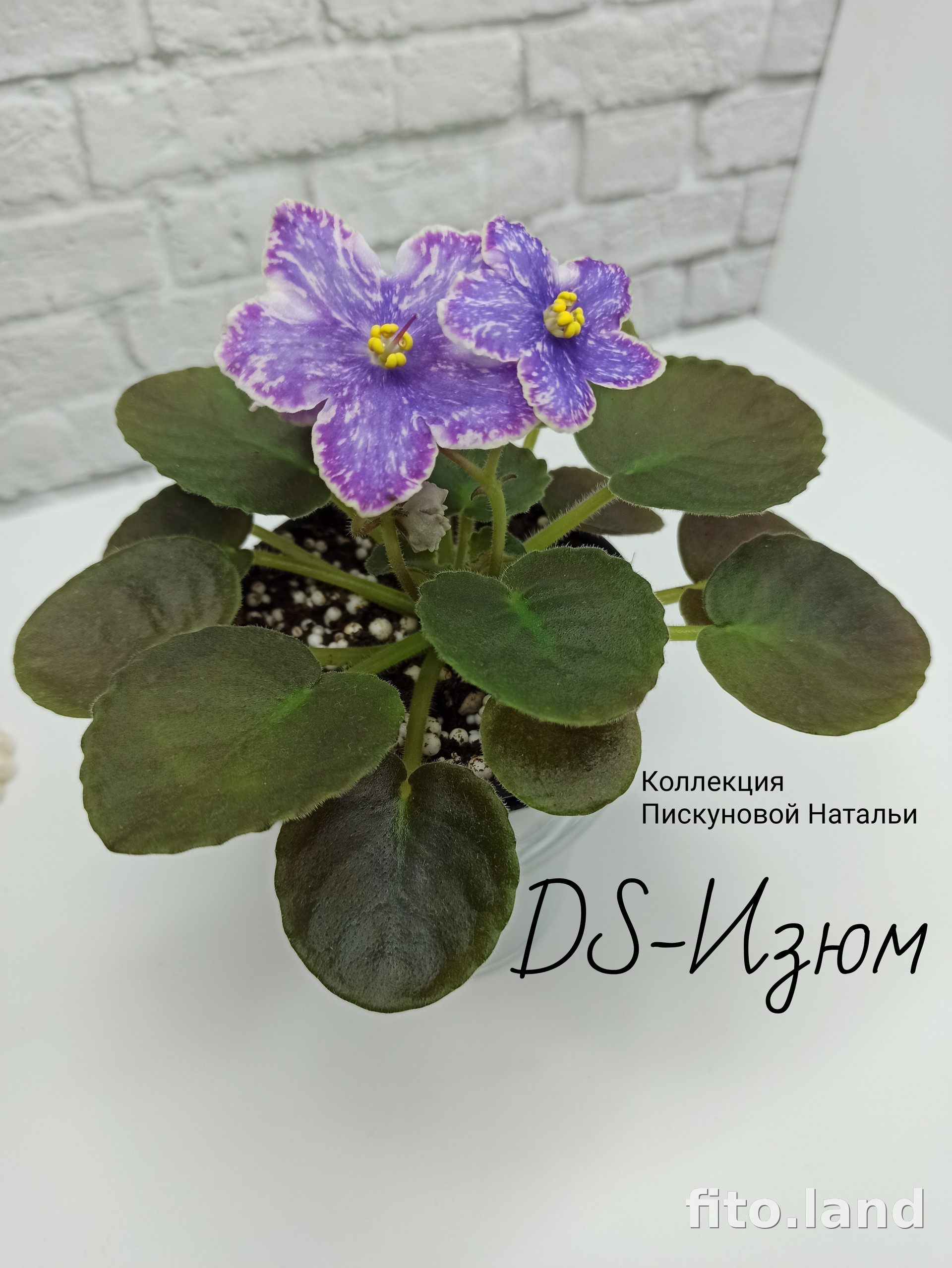 Фиалка DS-Изюм, фото
