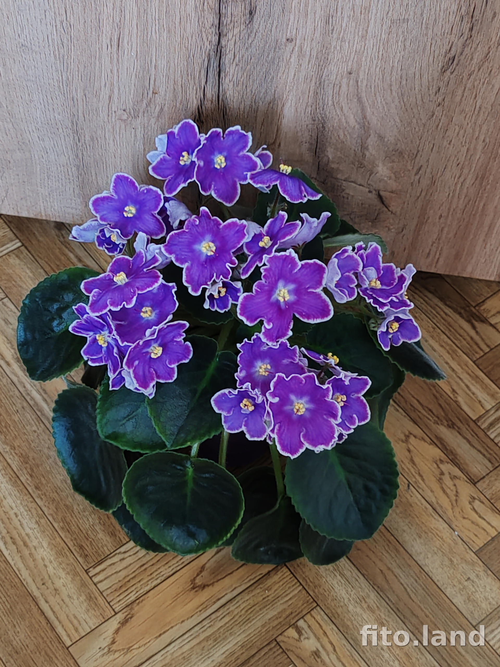 Фиалка DS-Изюм, фото