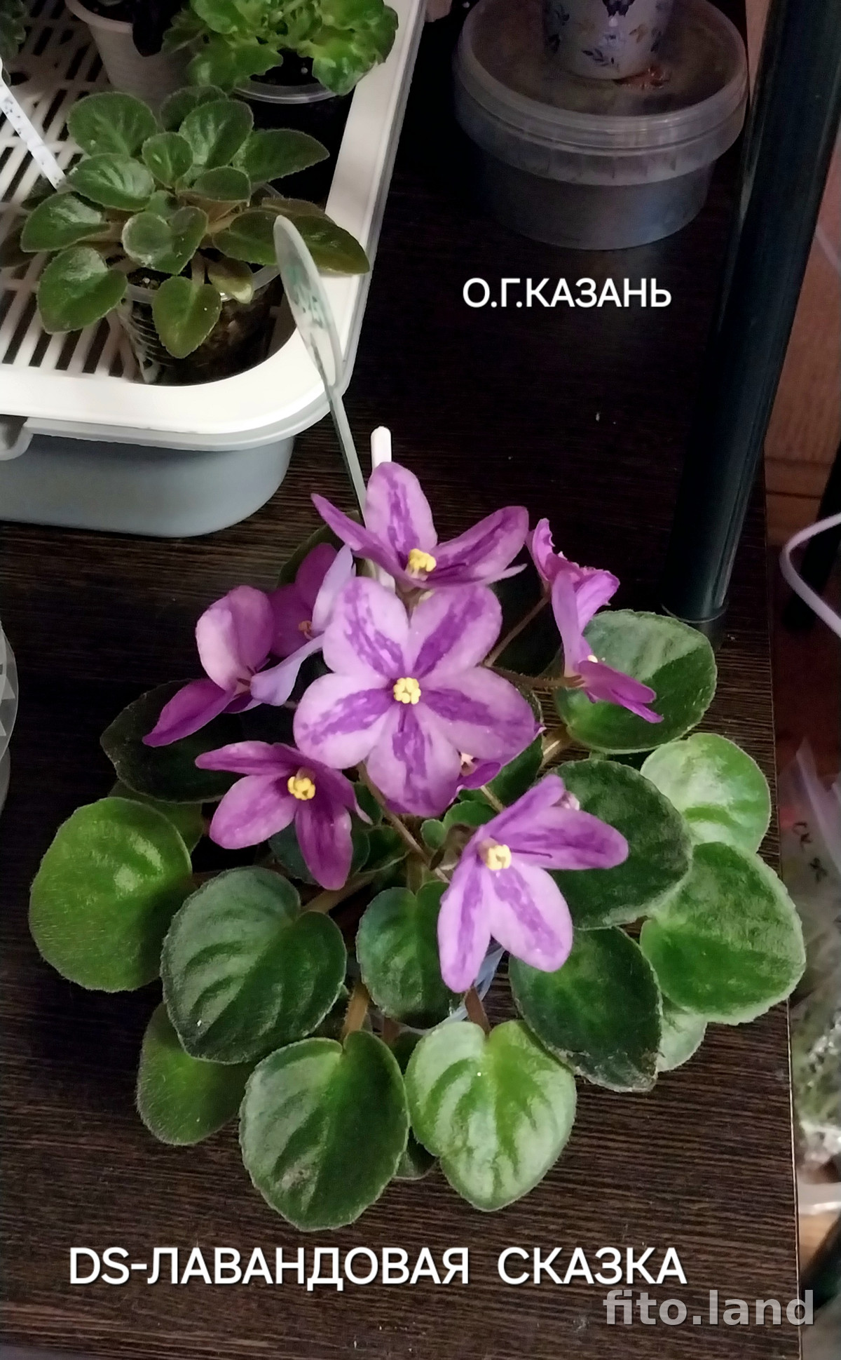 Фиалка DS-Лавандовая Сказка, фото