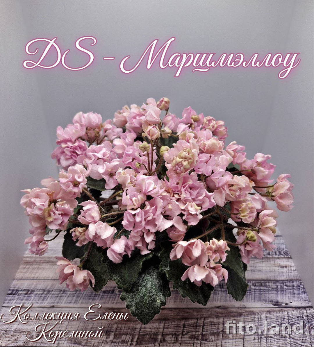 Фиалка DS-Маршмеллоу, фото