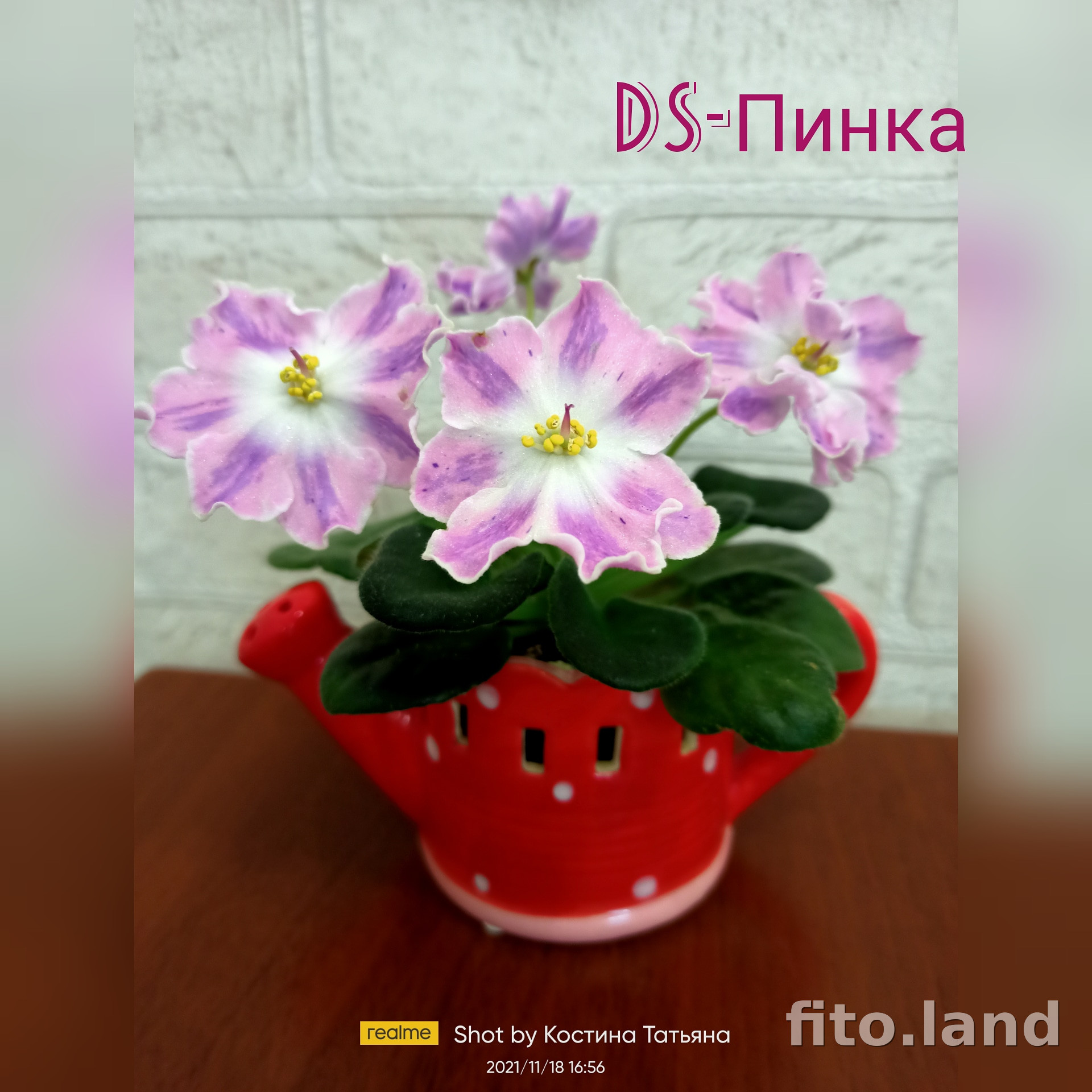 Violet DS-Пинка, photo