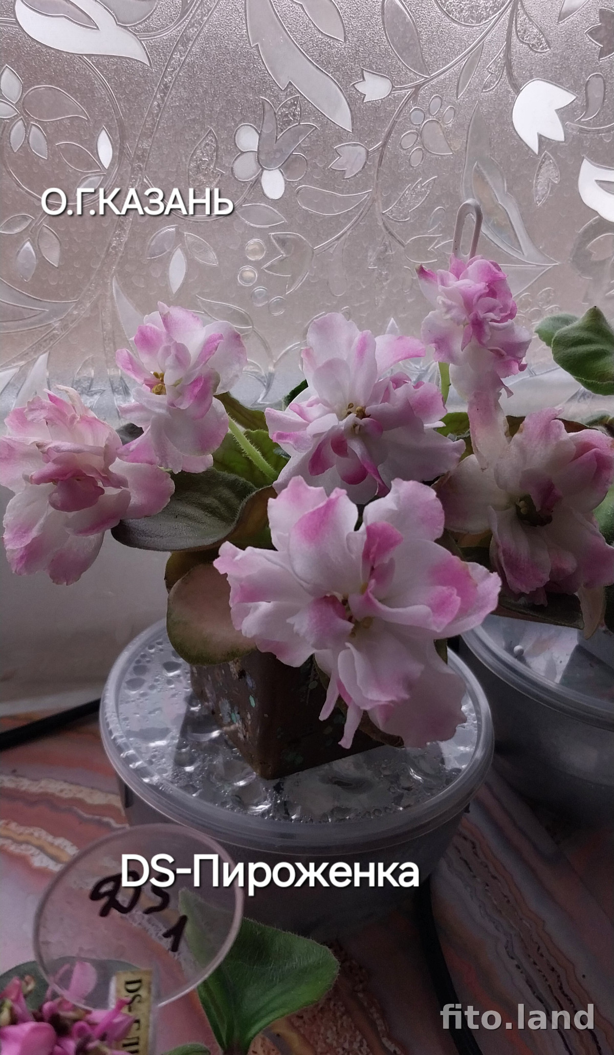 Фиалка DS-Пироженка, фото