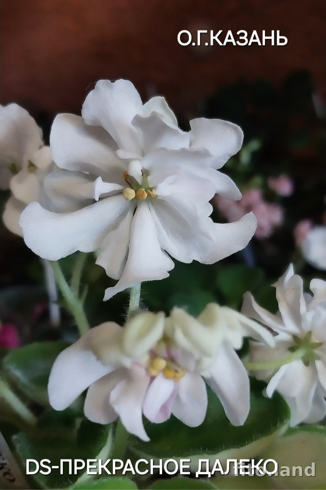Фиалка DS-Прекрасное Далёко, фото