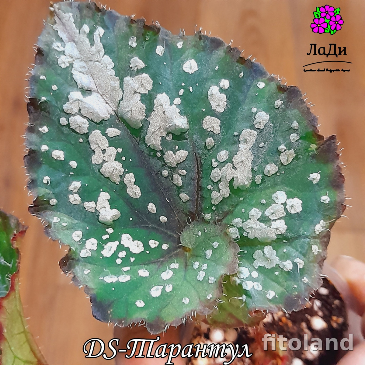 Begonia DS-Тарантул, photo