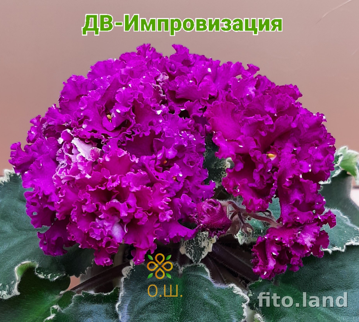 Фиалка ДВ-Импровизация, фото
