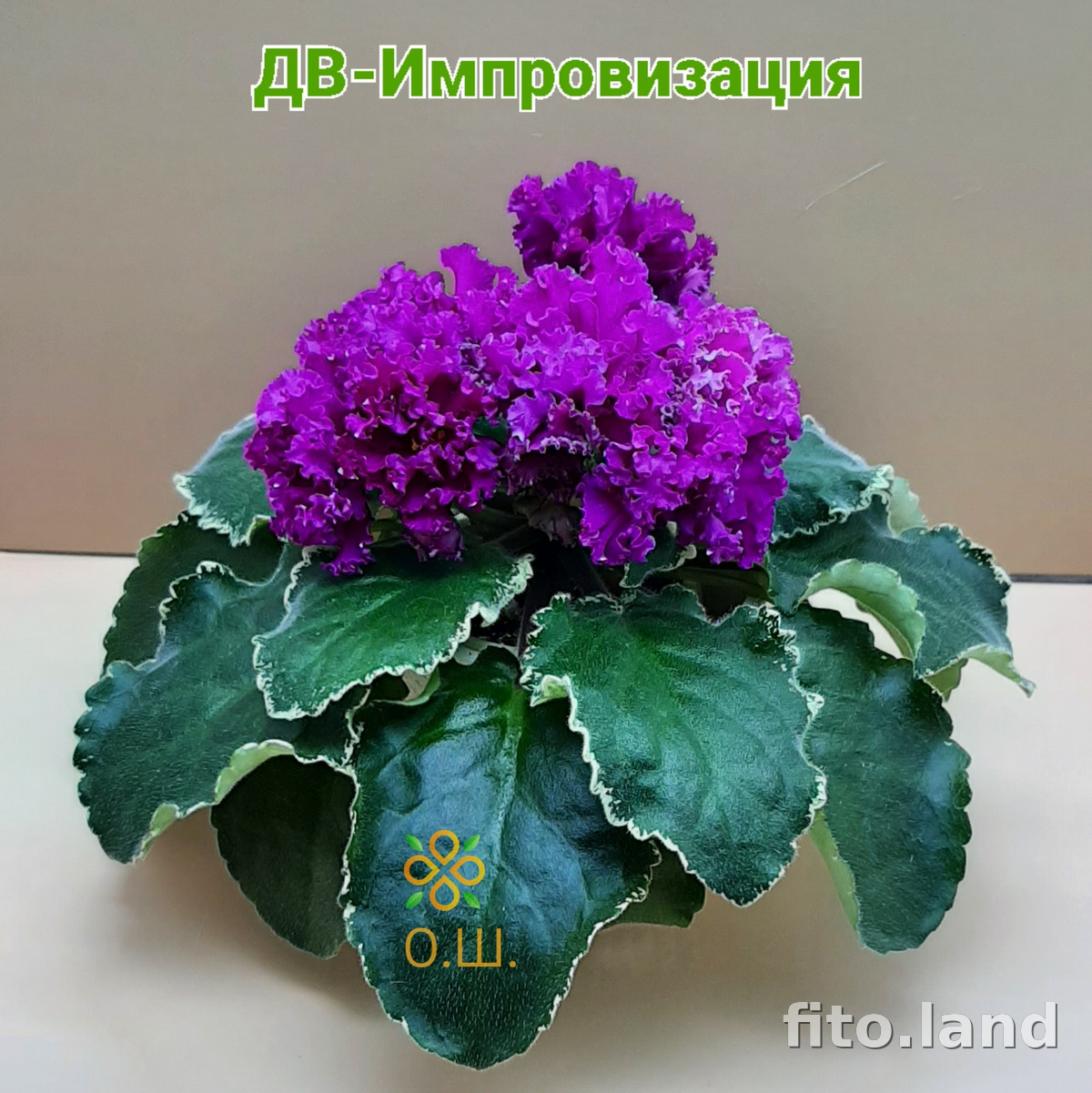 Фиалка ДВ-Импровизация, фото
