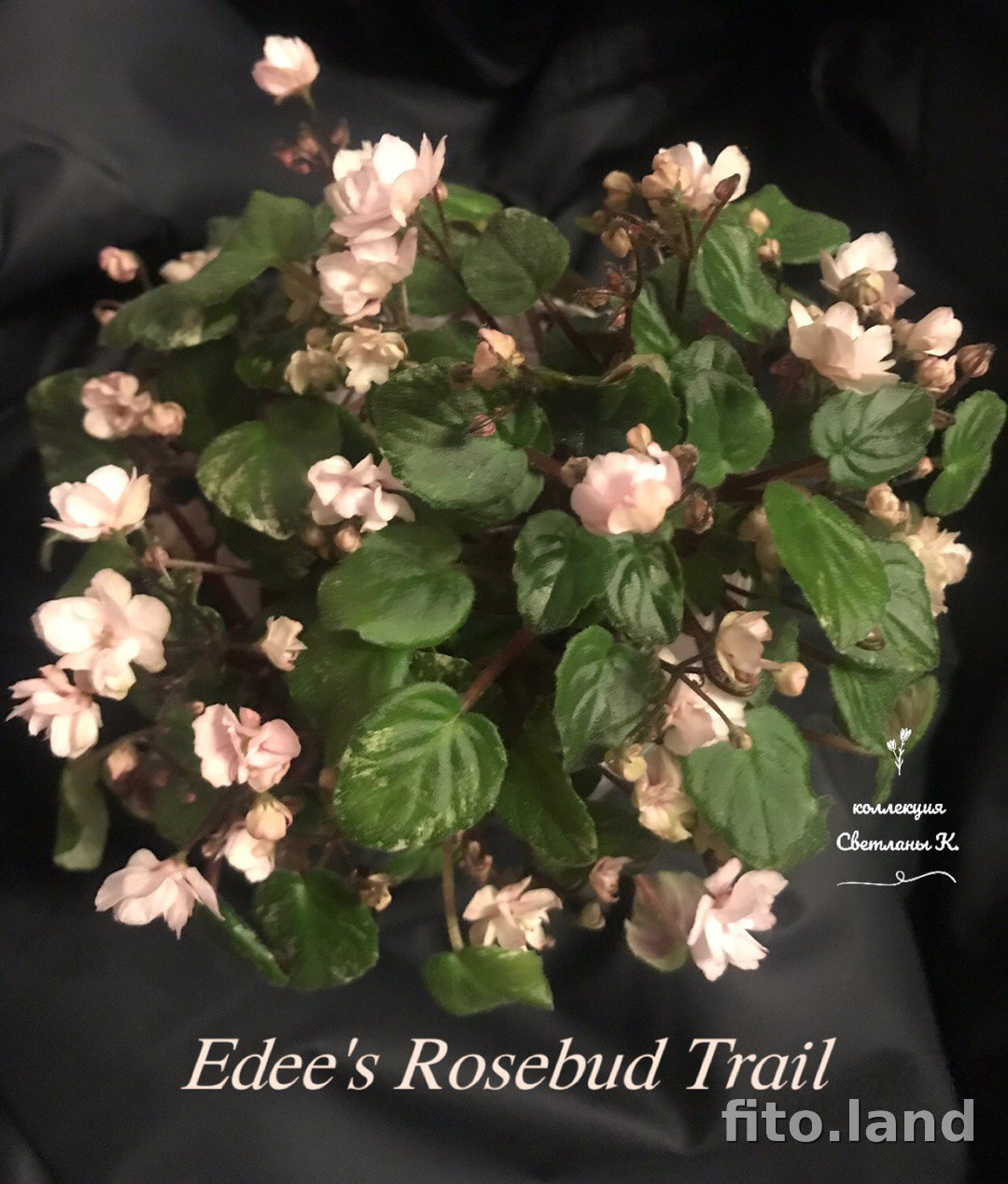 Фиалка Edee's Rosebud Trail, фото