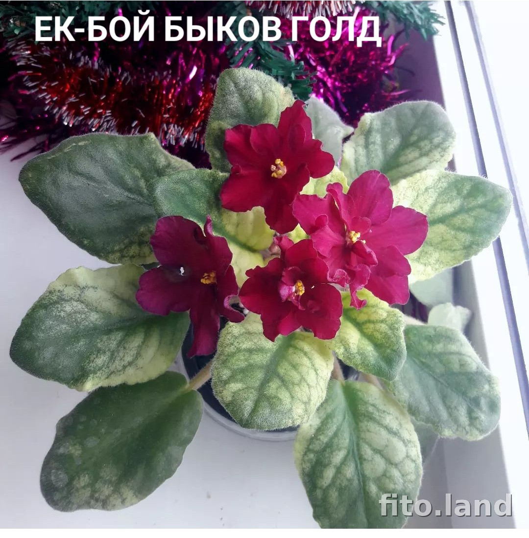 Фиалка ЕК-Бой Быков Голд, фото