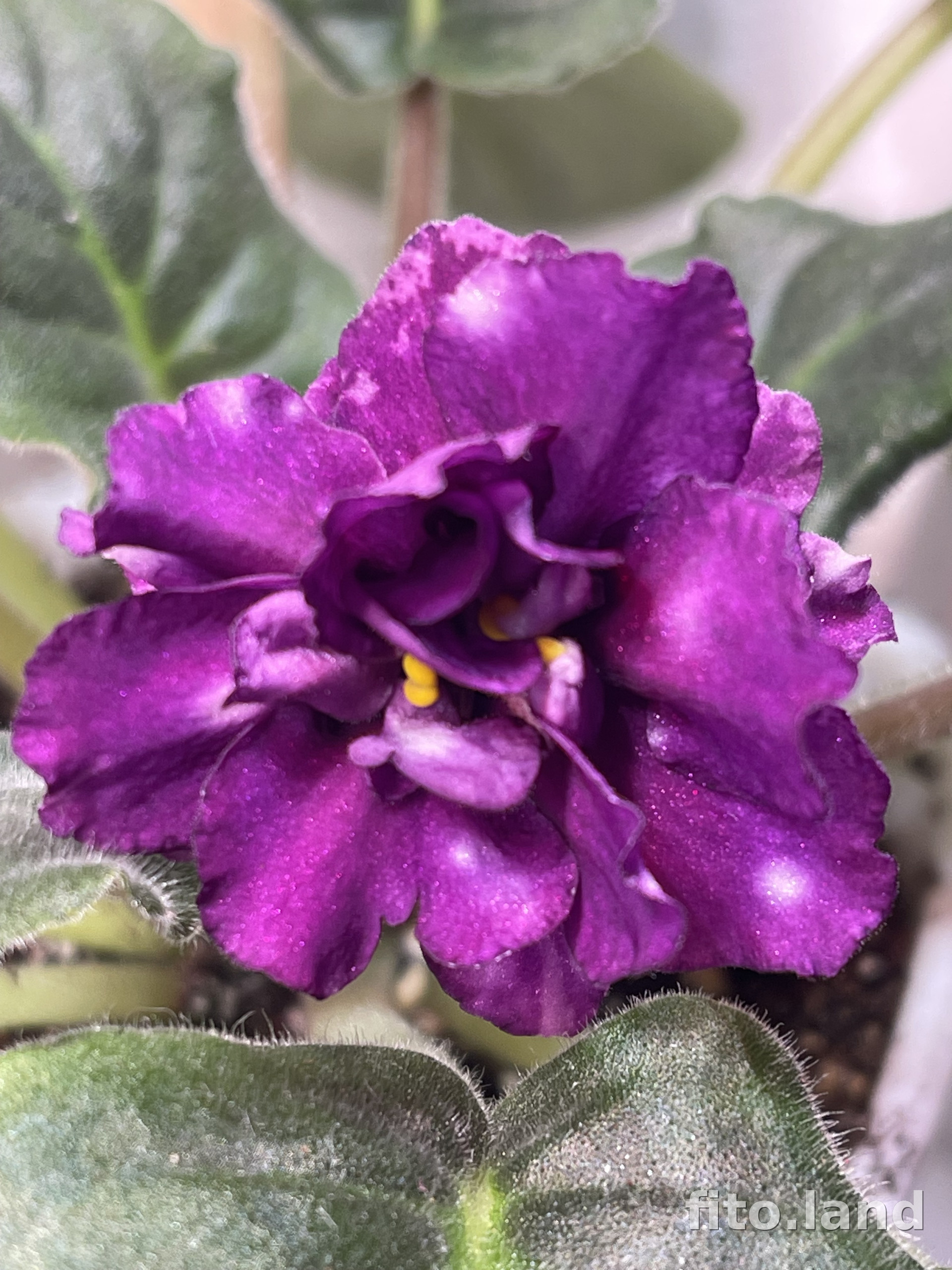 Фиалка ЕК-Чернильные Аметисты, фото