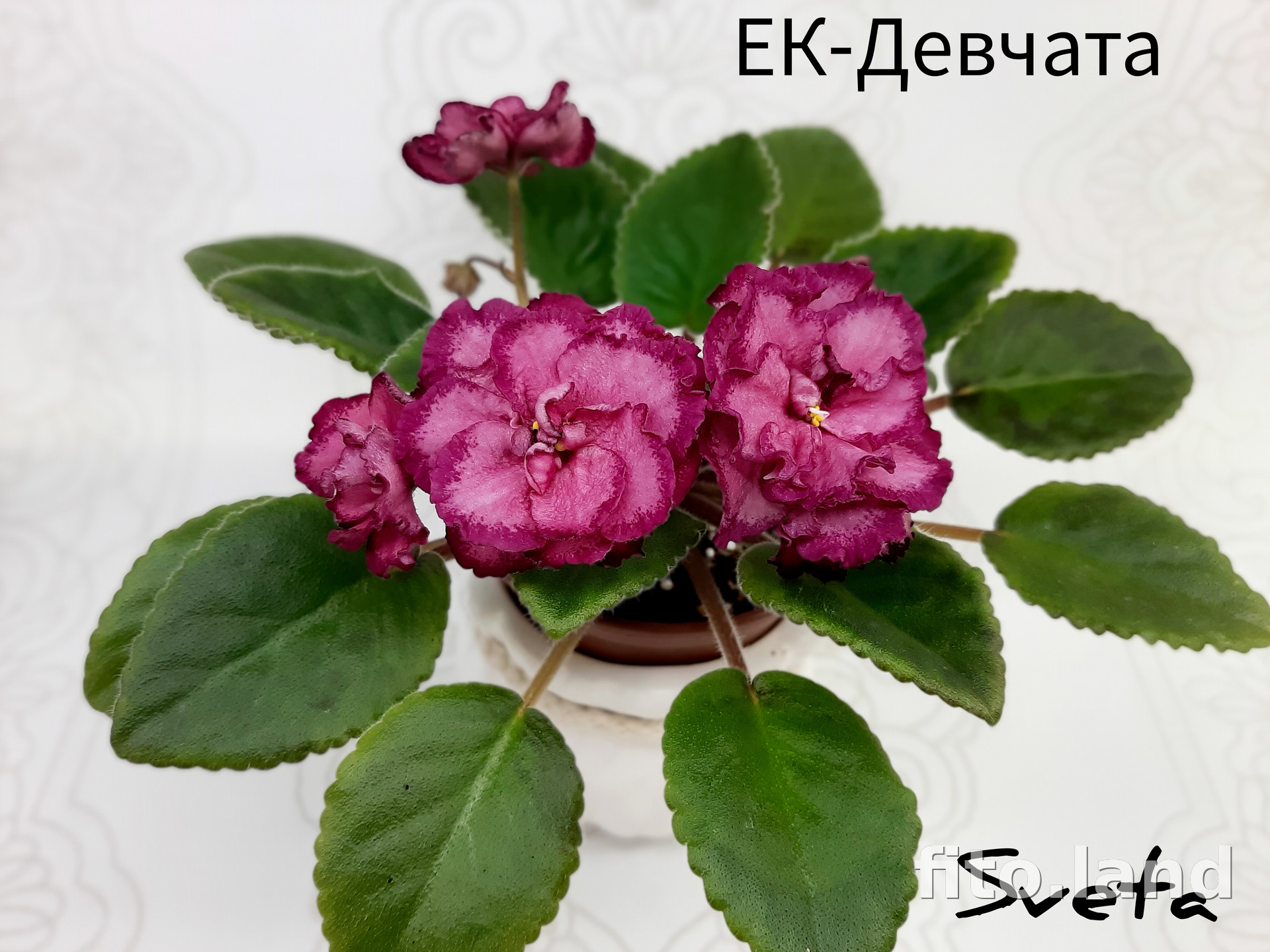 Фиалка ЕК-Девчата, фото