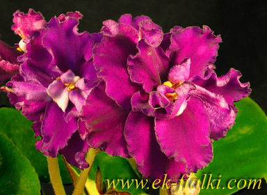 Фиалка ЕК-Дикая Орхидея, фото