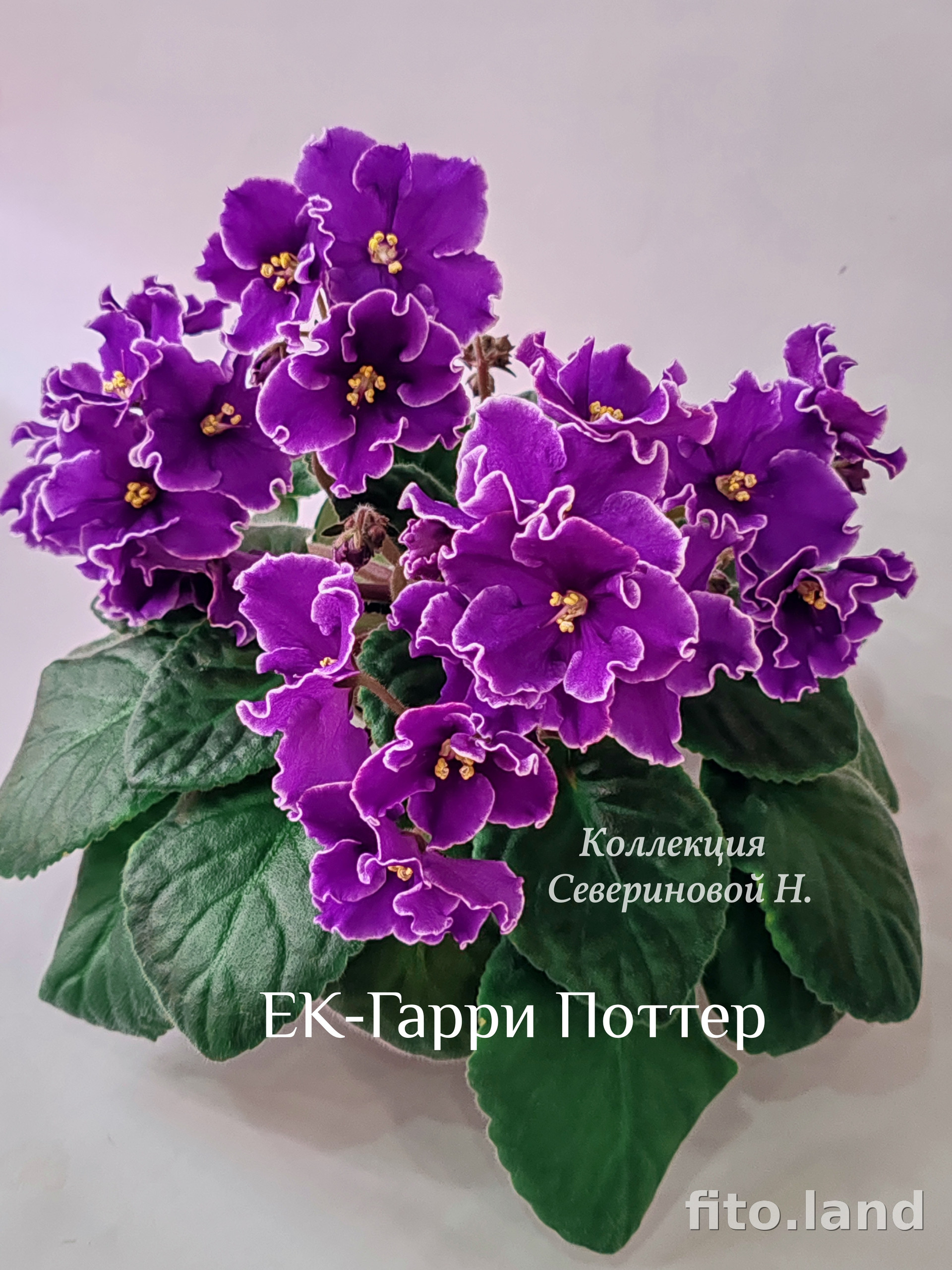 Фиалка ЕК-Гарри Поттер, фото