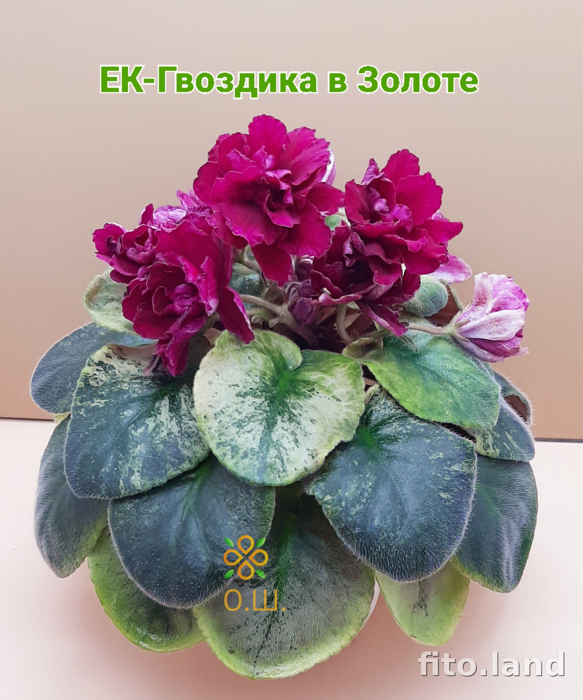 Фиалка ЕК-Гвоздика в Золоте, фото