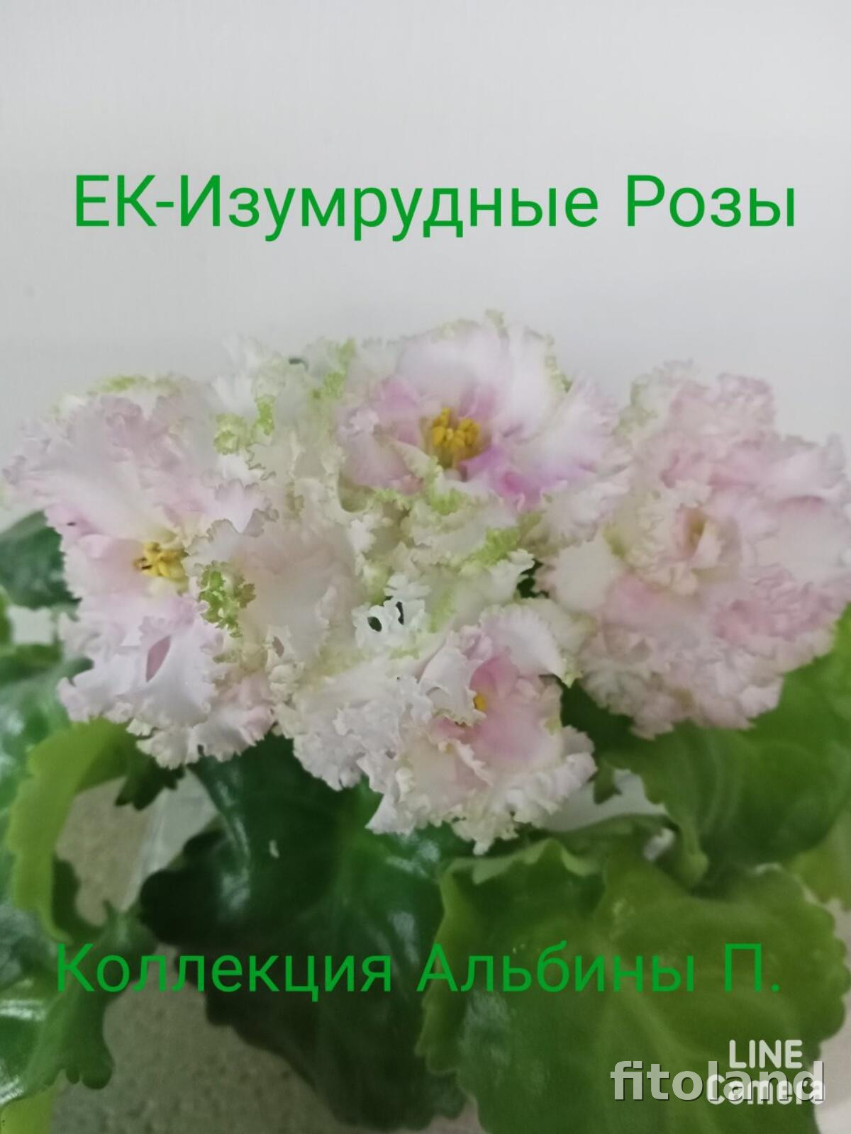 Фиалка ЕК-Изумрудные Розы, фото