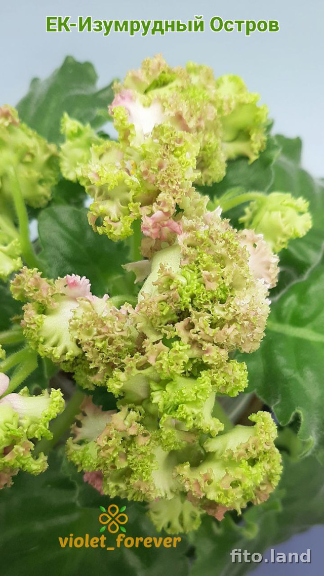 Фиалка ЕК-Изумрудный Остров, фото