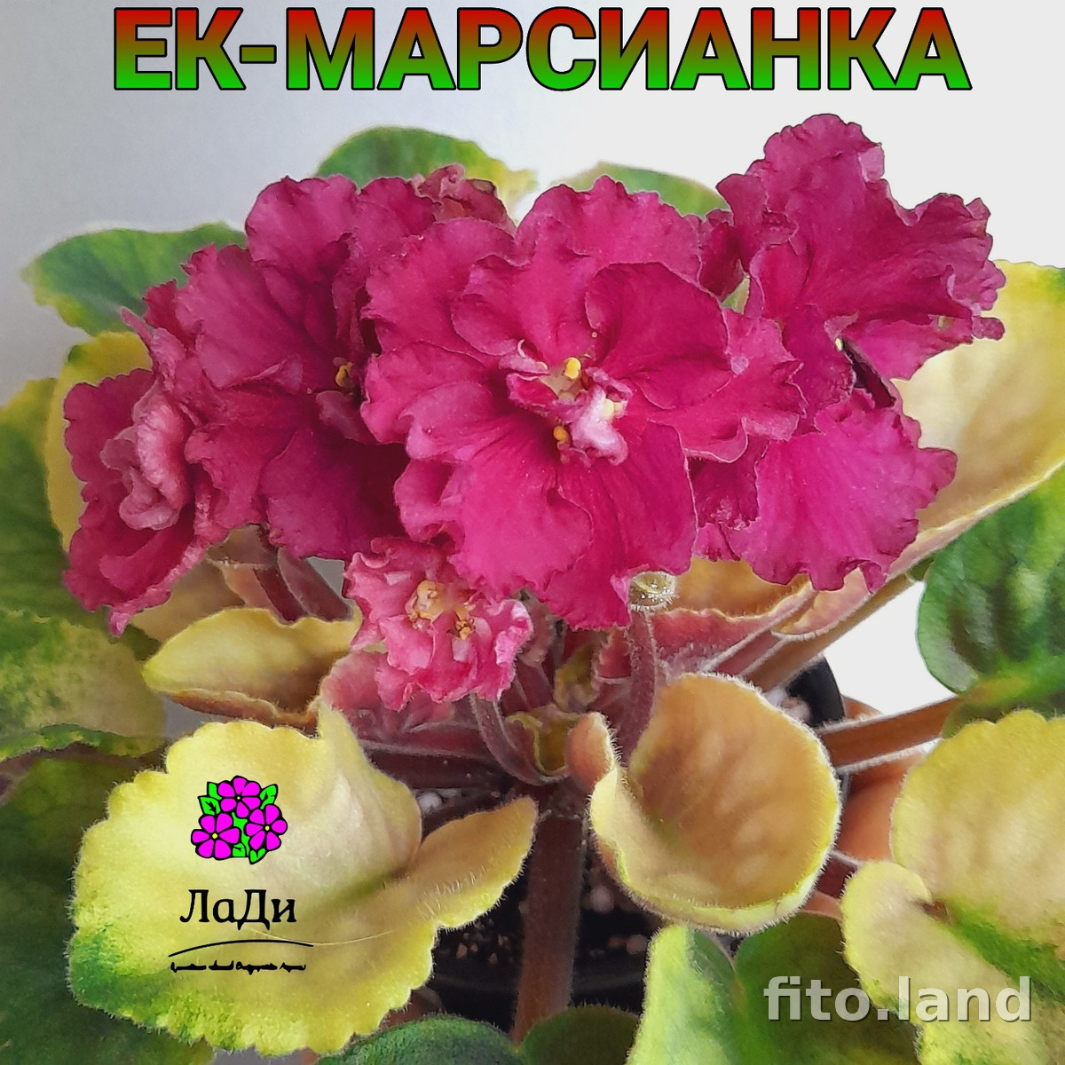 Фиалка ЕК-Марсианка, фото