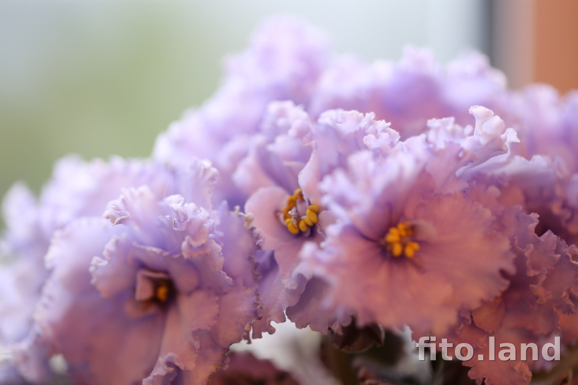 Фиалка ЕК-Небесное Создание, фото